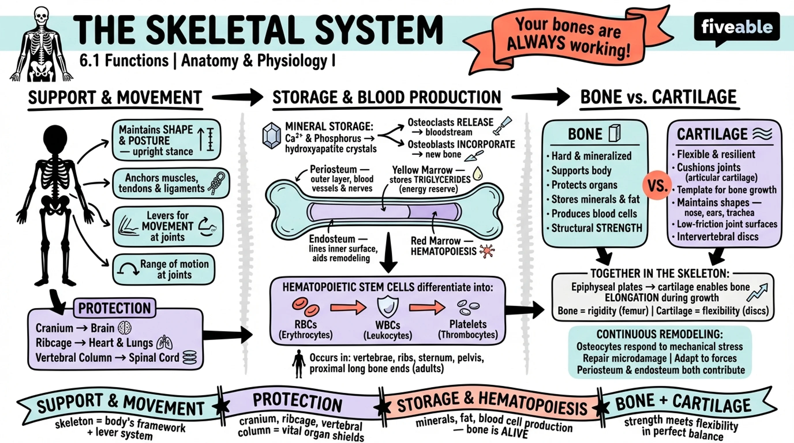 6.1 The Functions of the Skeletal System - Anatomy and Physiology I - Unit 6 visual cheatsheet