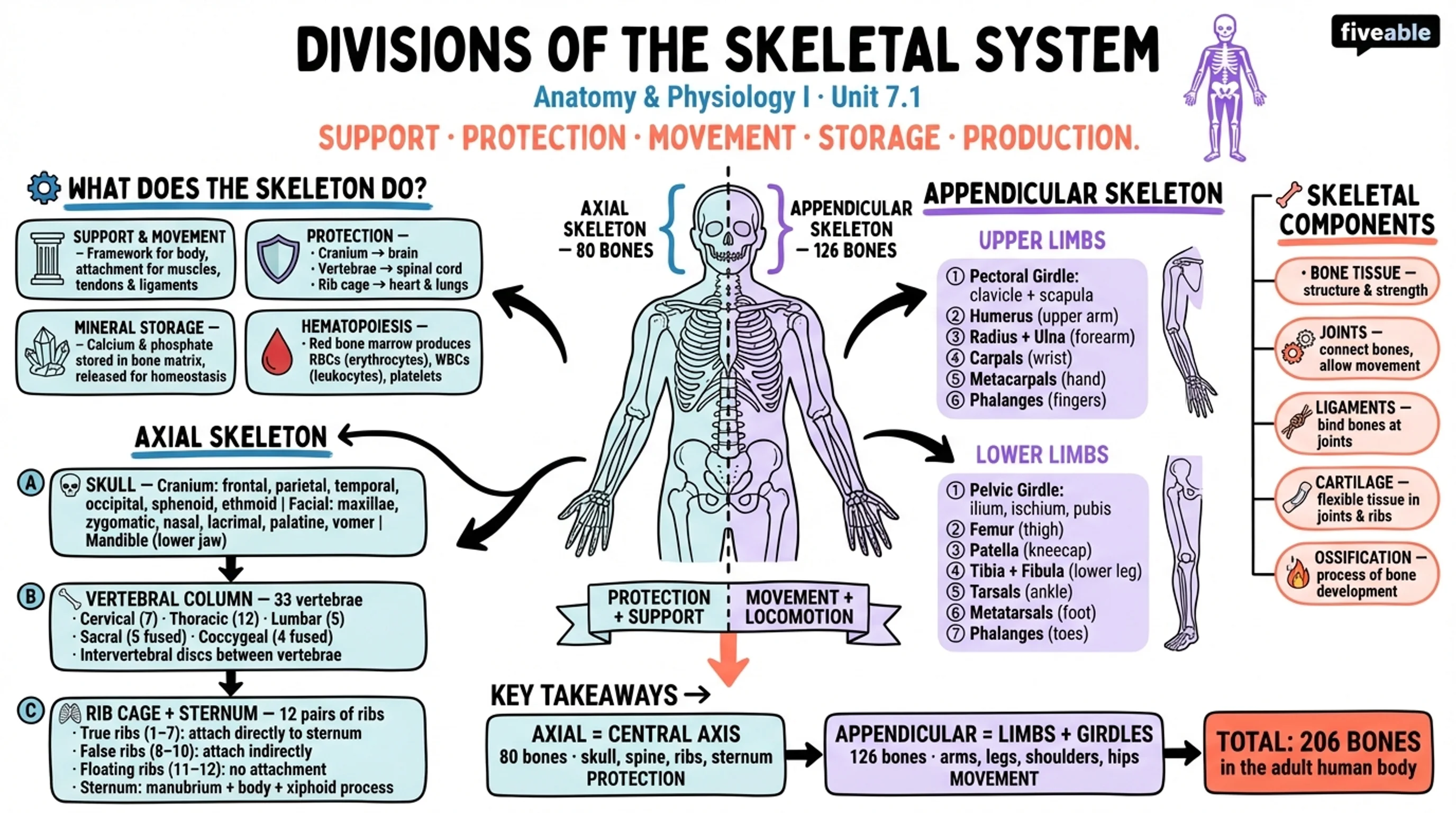 7.1 Divisions of the Skeletal System - Anatomy and Physiology I - Unit 7 visual cheatsheet