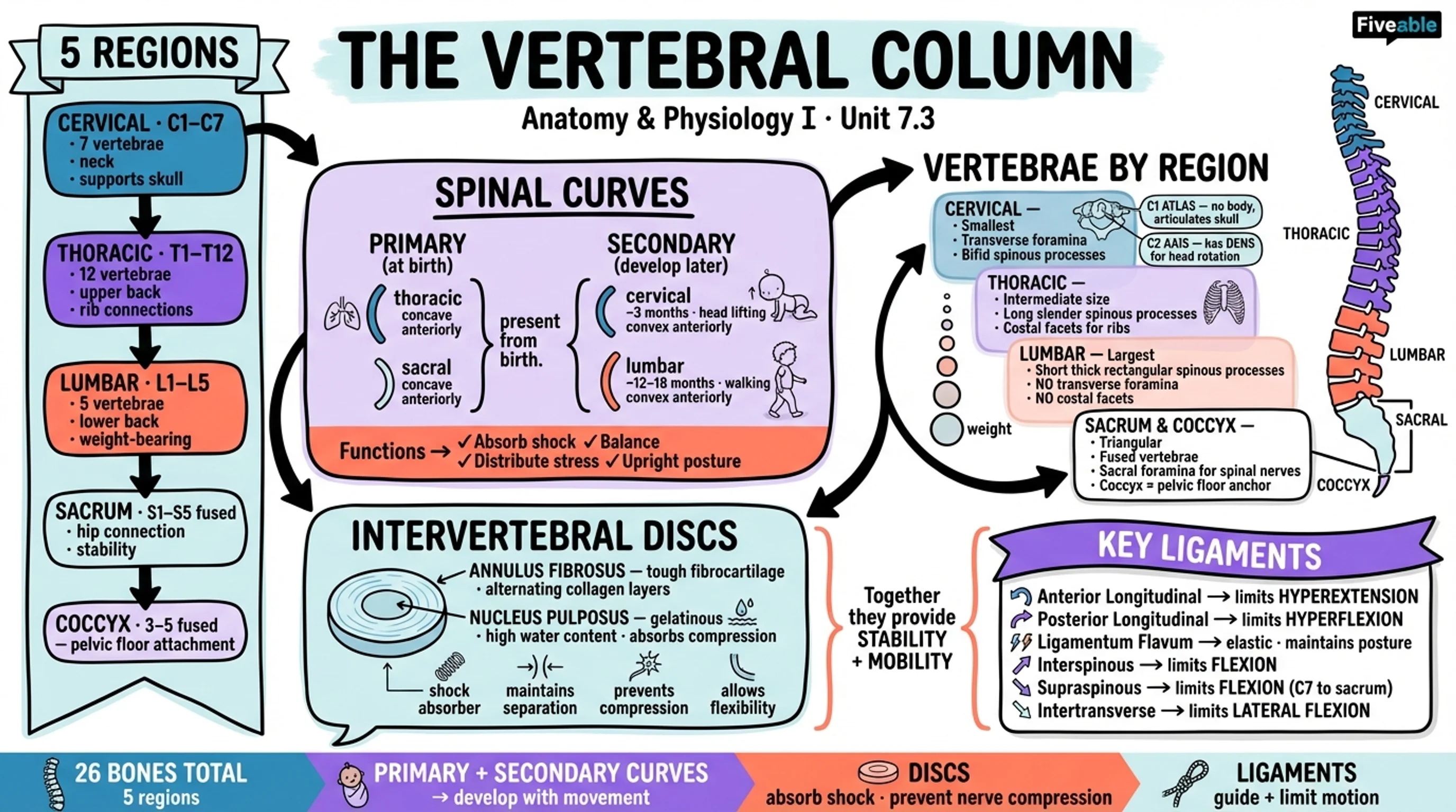 7.3 The Vertebral Column - Anatomy and Physiology I - Unit 7 visual cheatsheet