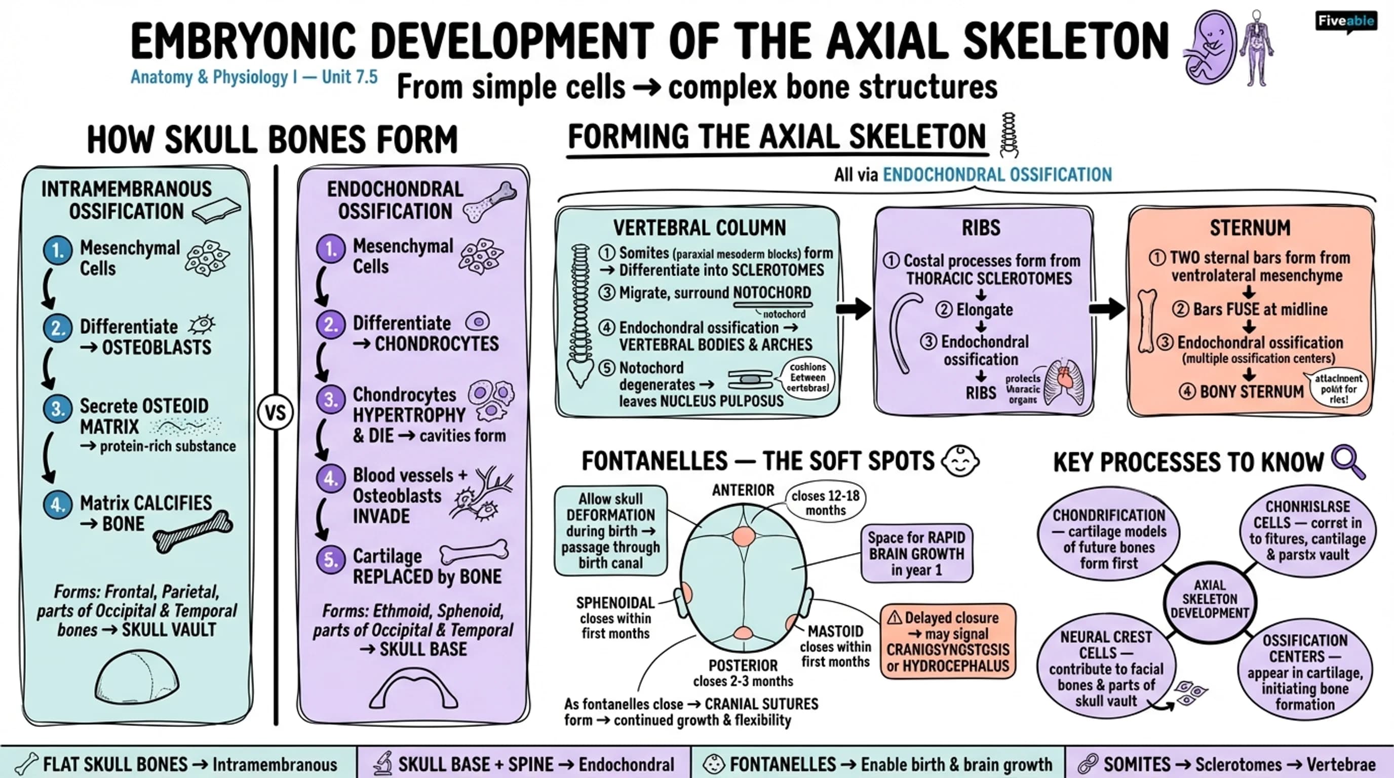 7.5 Embryonic Development of the Axial Skeleton - Anatomy and Physiology I - Unit 7 visual cheatsheet
