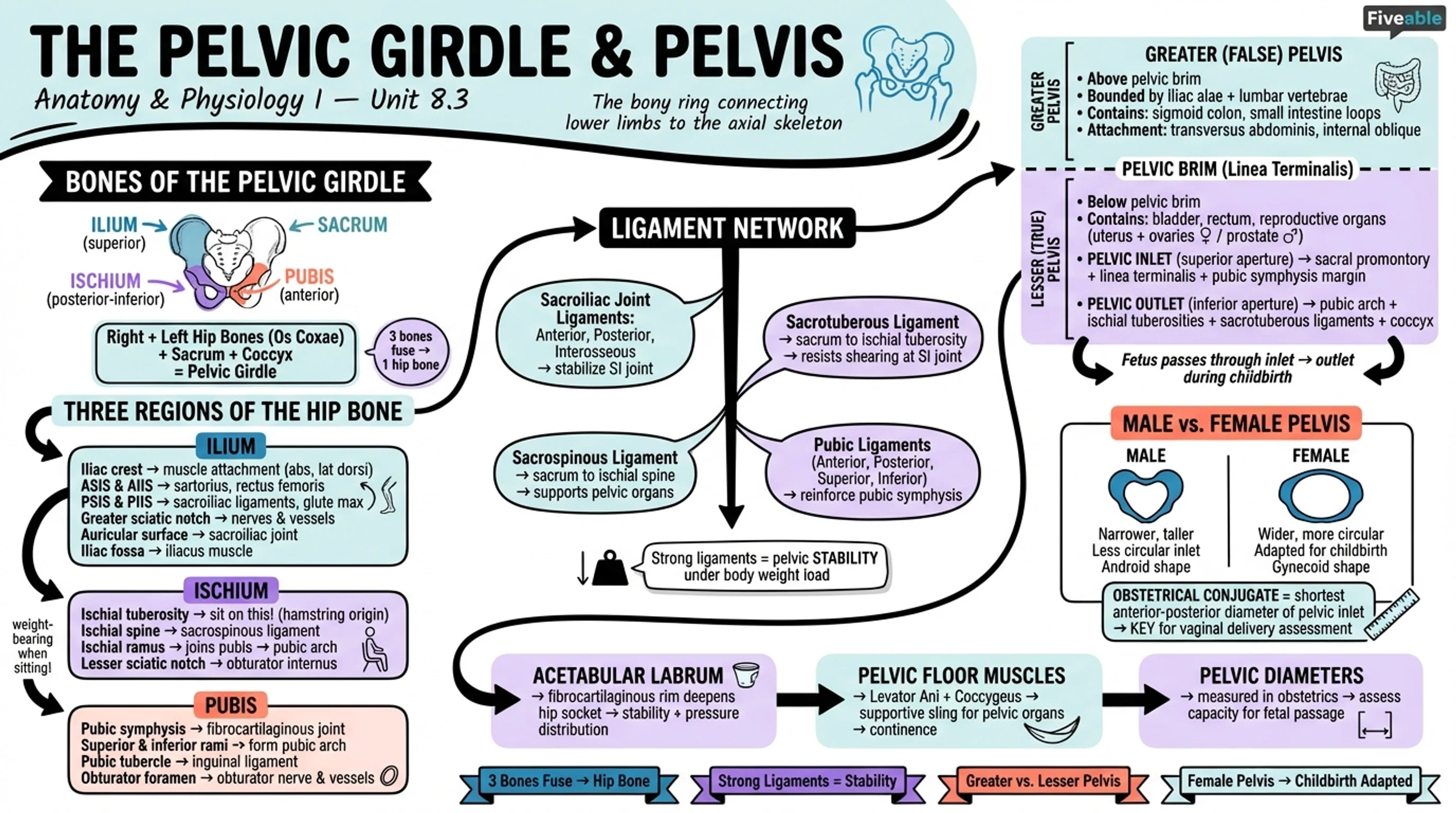 8.3 The Pelvic Girdle and Pelvis - Anatomy and Physiology I - Unit 8 visual cheatsheet