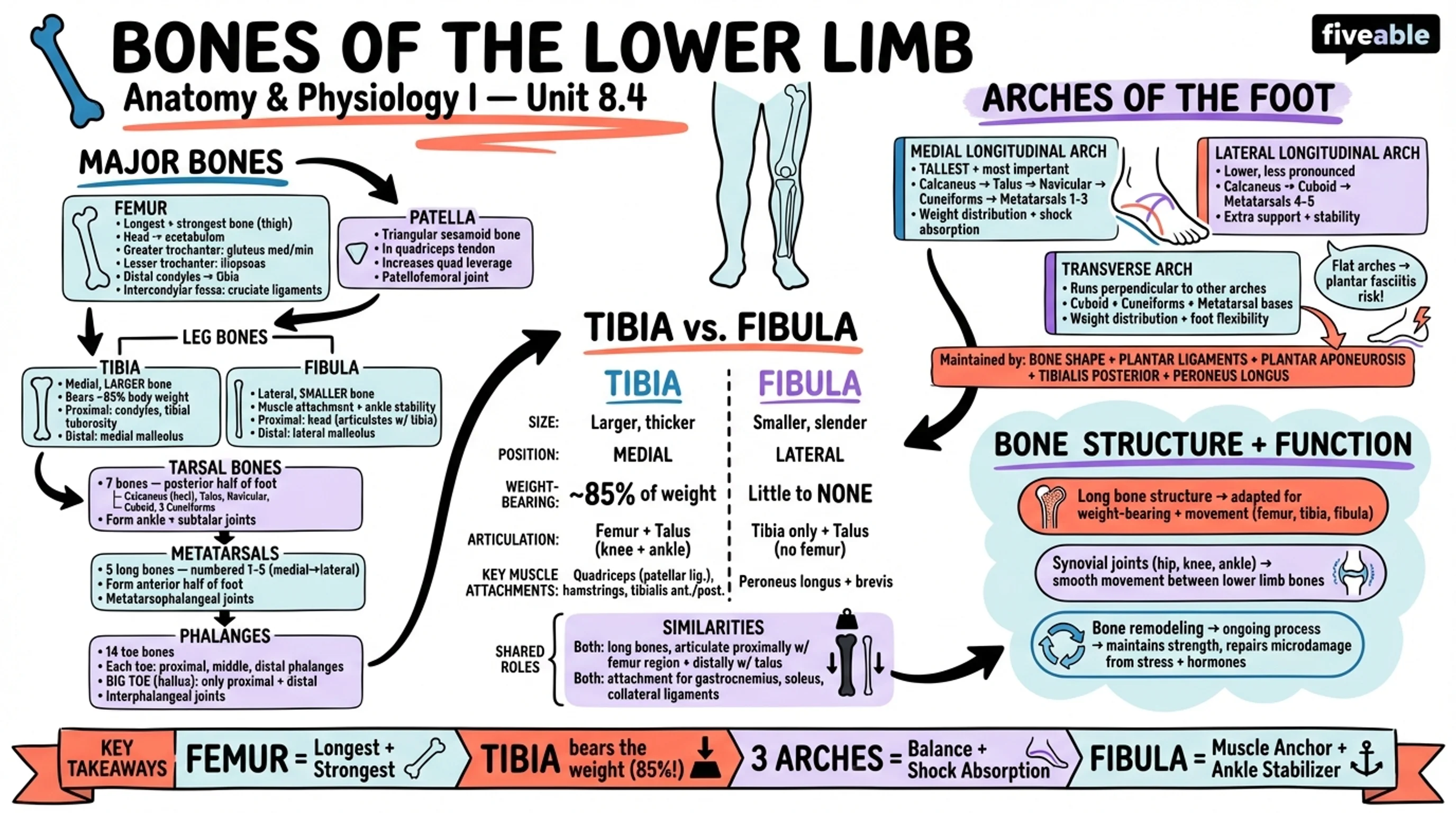 8.4 Bones of the Lower Limb - Anatomy and Physiology I - Unit 8 visual cheatsheet