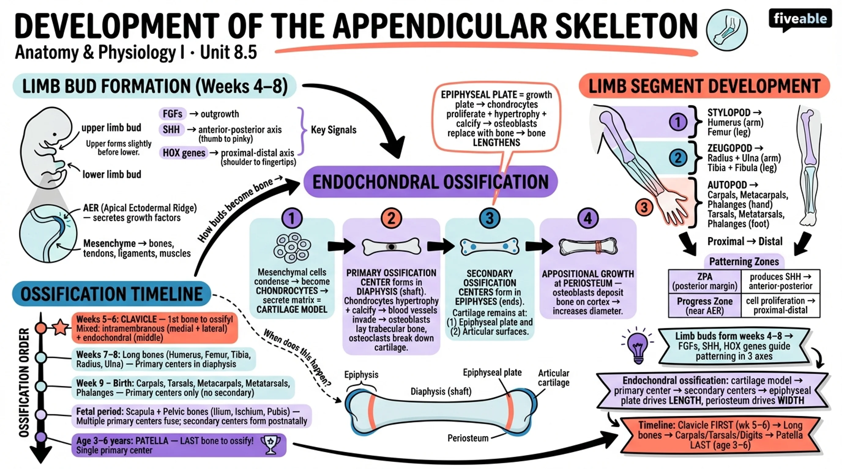 8.5 Development of the Appendicular Skeleton - Anatomy and Physiology I - Unit 8 visual cheatsheet
