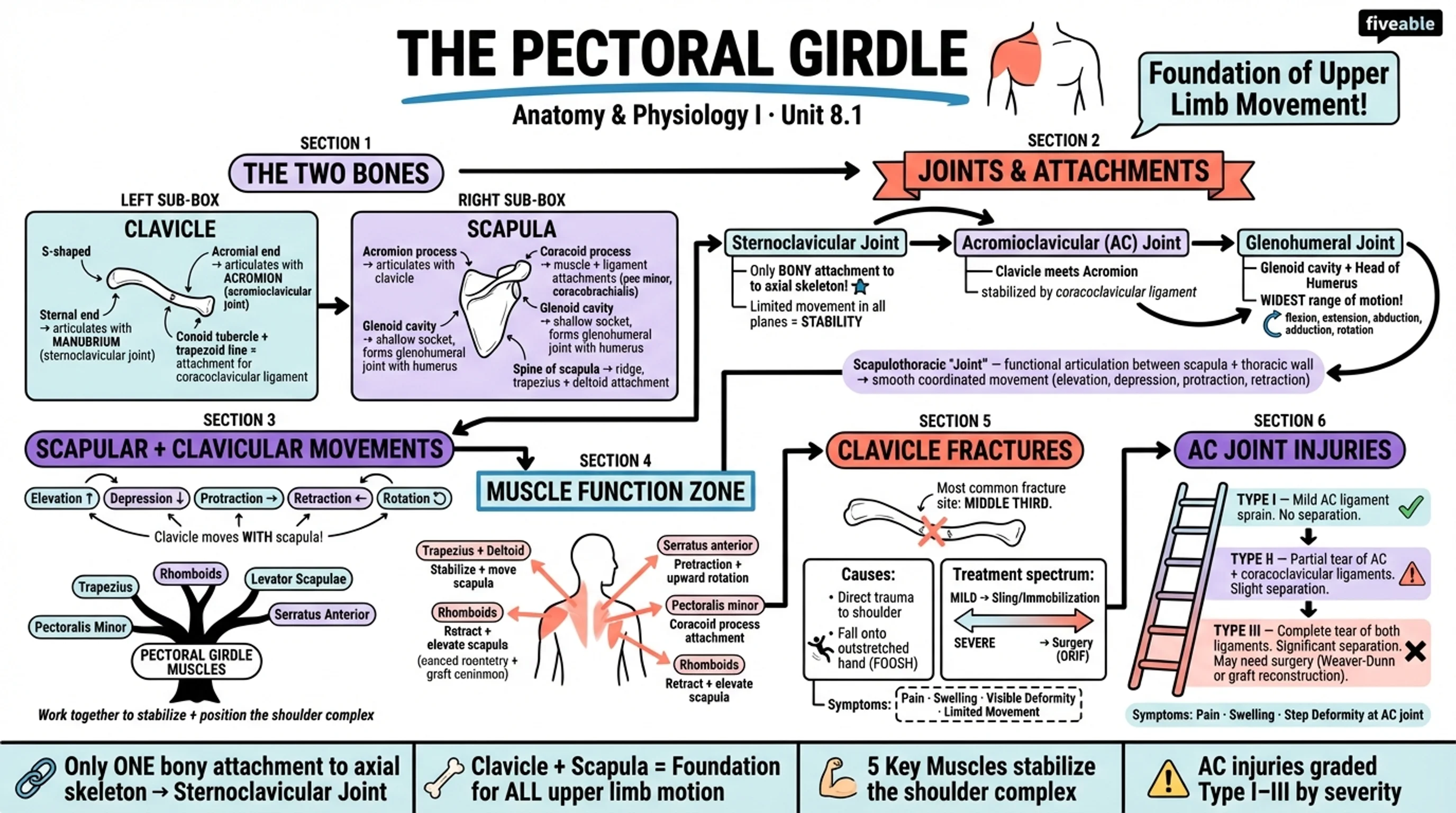 8.1 The Pectoral Girdle - Anatomy and Physiology I - Unit 8 visual cheatsheet