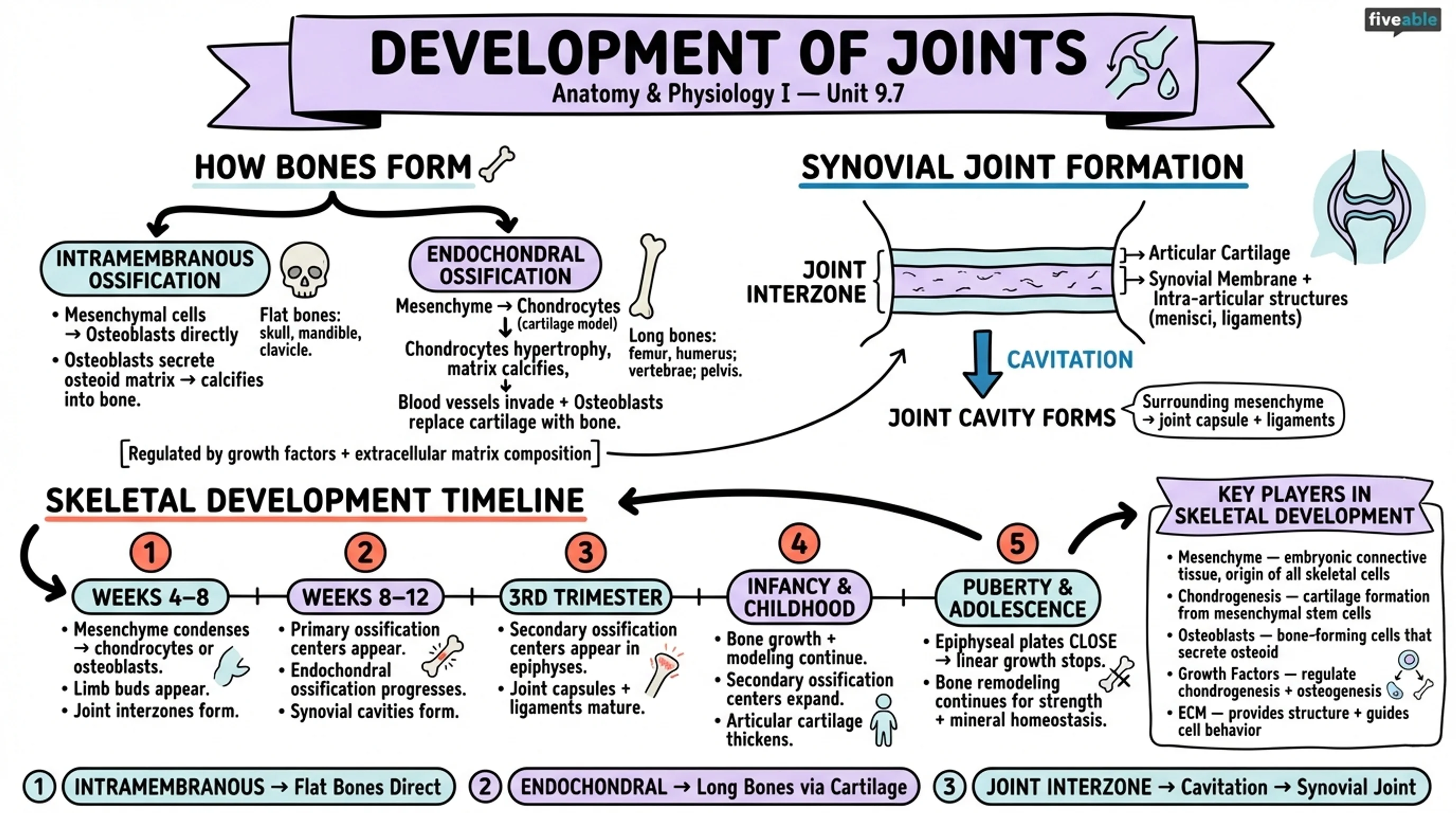9.7 Development of Joints - Anatomy and Physiology I - Unit 9 visual cheatsheet
