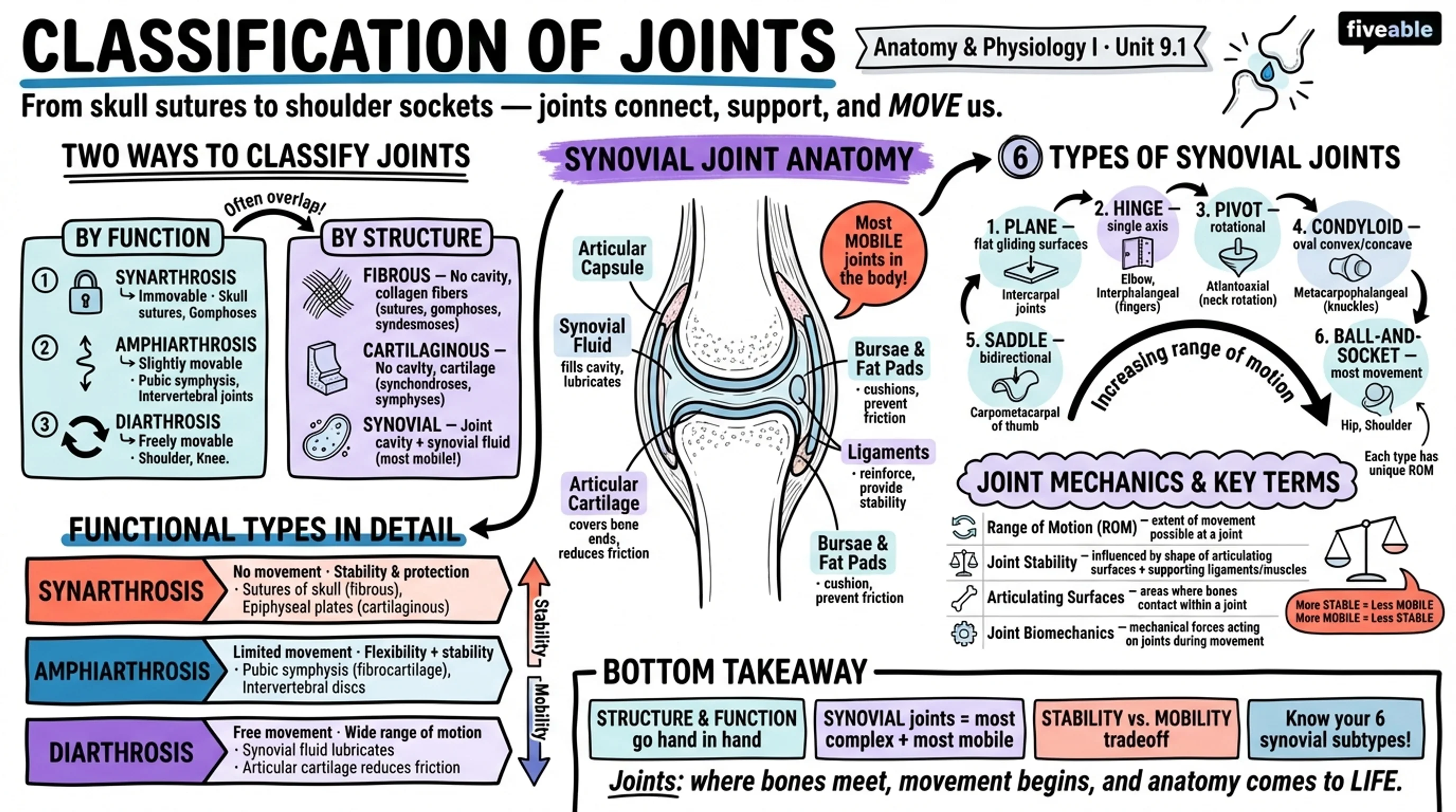 9.1 Classification of Joints - Anatomy and Physiology I - Unit 9 visual cheatsheet