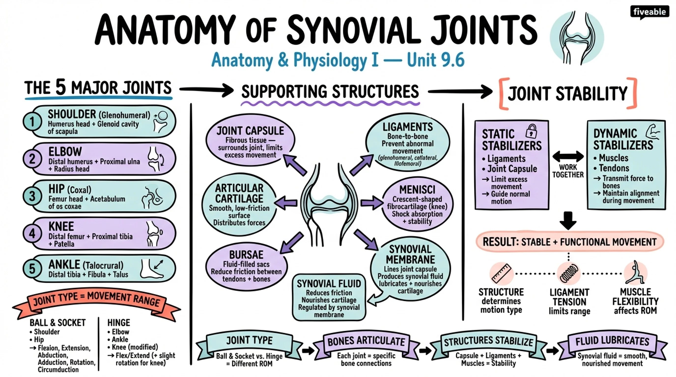 9.6 Anatomy of Selected Synovial Joints - Anatomy and Physiology I - Unit 9 visual cheatsheet