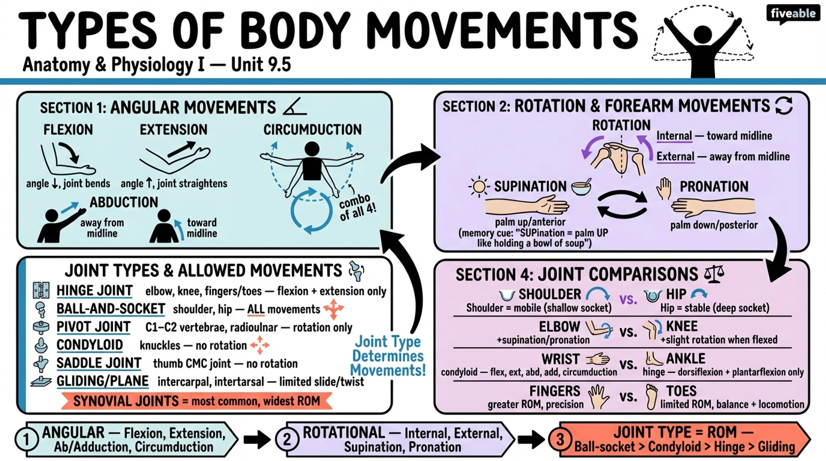 9.5 Types of Body Movements - Anatomy and Physiology I - Unit 9 visual cheatsheet