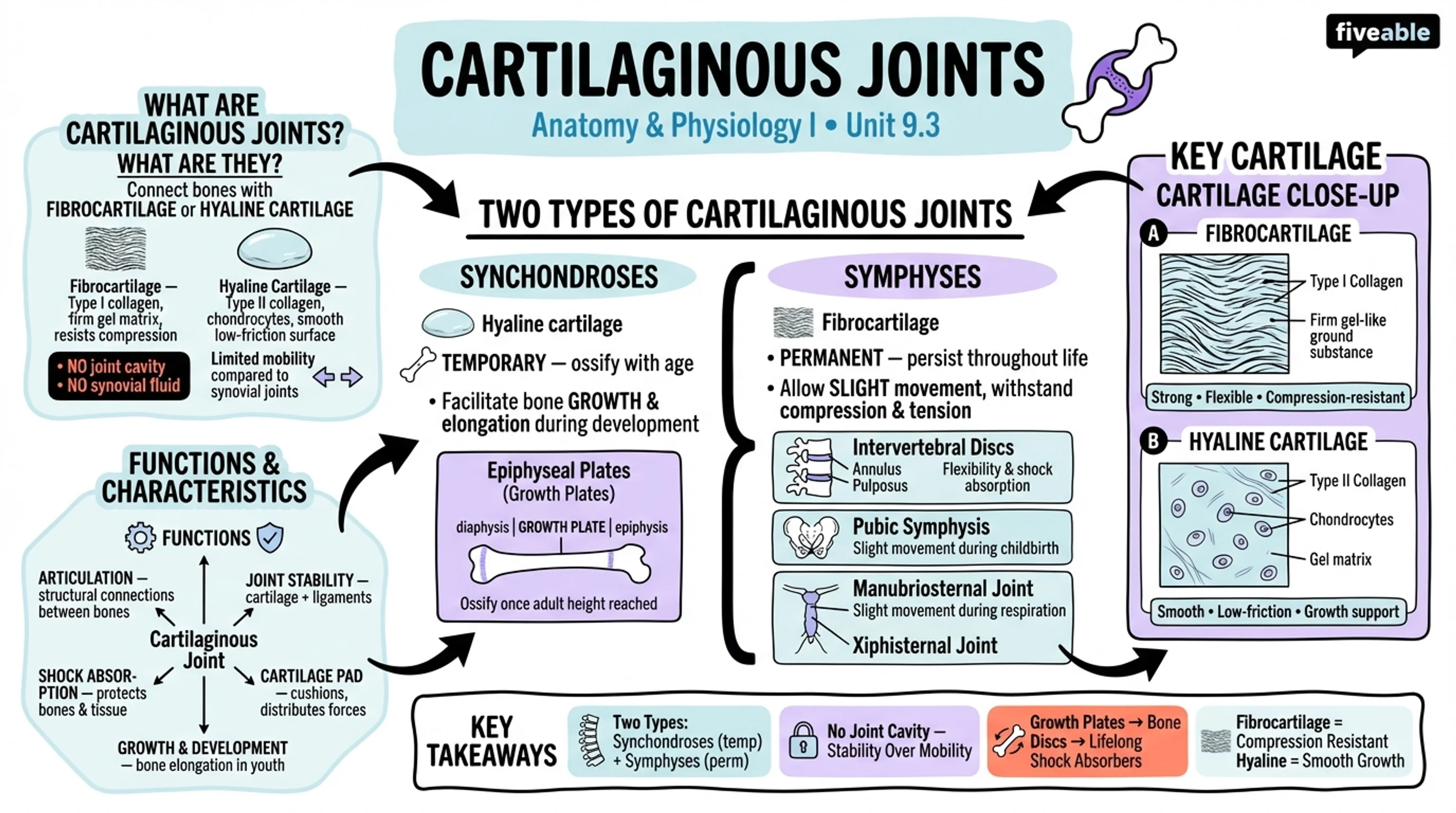 9.3 Cartilaginous Joints - Anatomy and Physiology I - Unit 9 visual cheatsheet