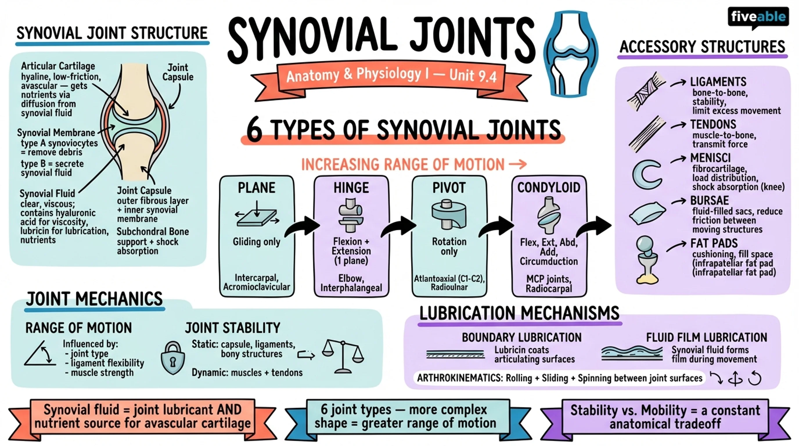 9.4 Synovial Joints - Anatomy and Physiology I - Unit 9 visual cheatsheet