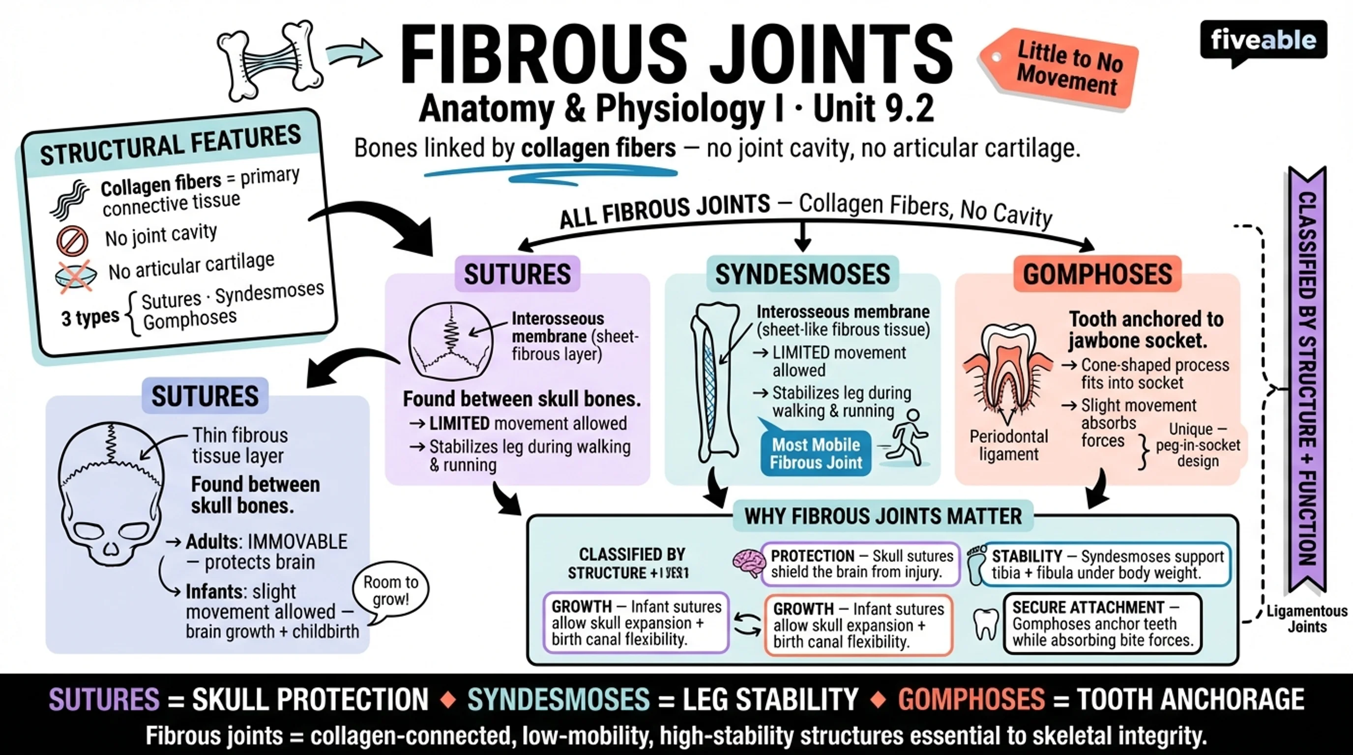 9.2 Fibrous Joints - Anatomy and Physiology I - Unit 9 visual cheatsheet