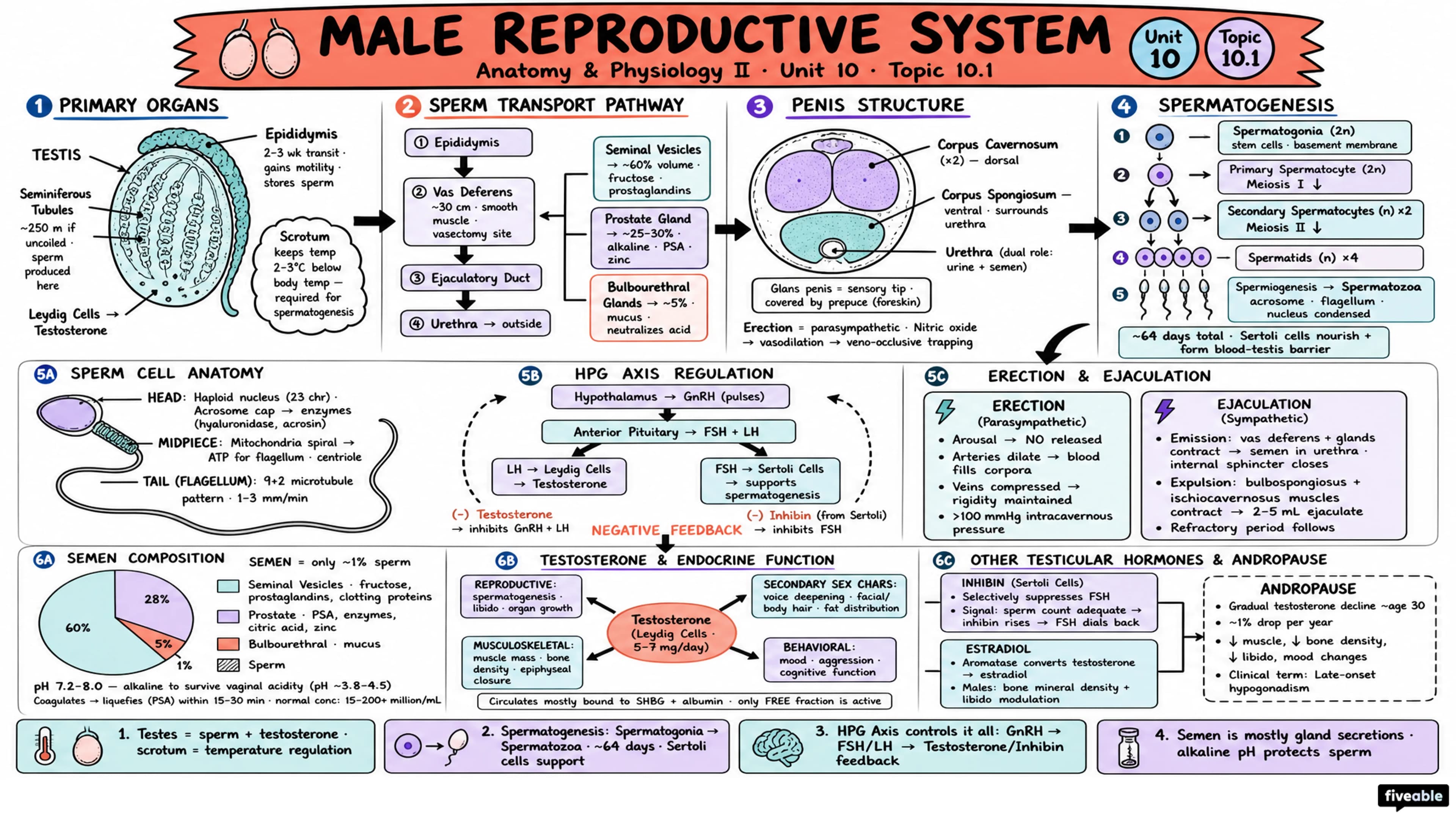 10.1 Male Reproductive Organs - Anatomy and Physiology II - Unit 10 visual cheatsheet