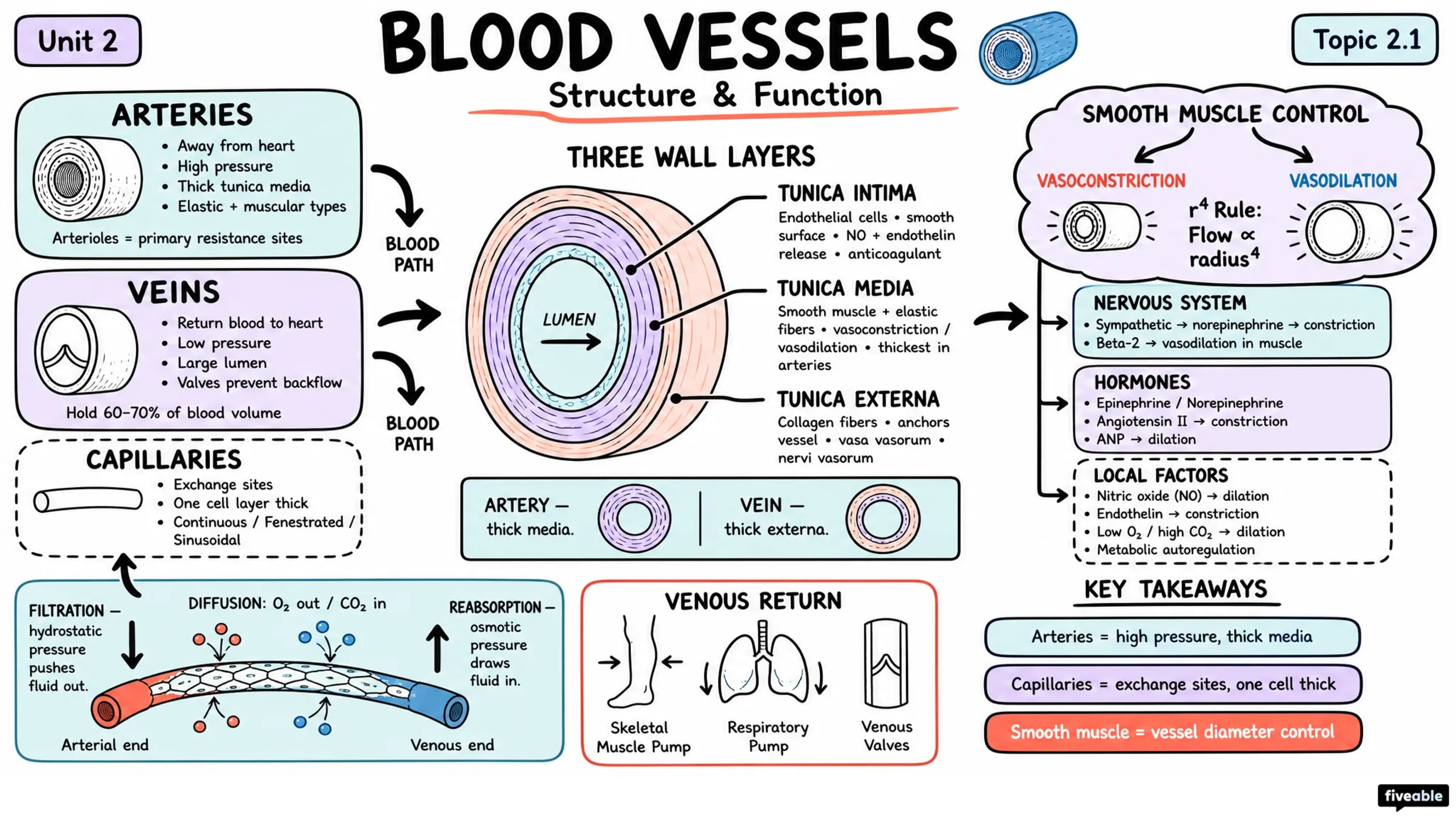 2.1 Structure and Function of Blood Vessels - Anatomy and Physiology II - Unit 2 visual cheatsheet