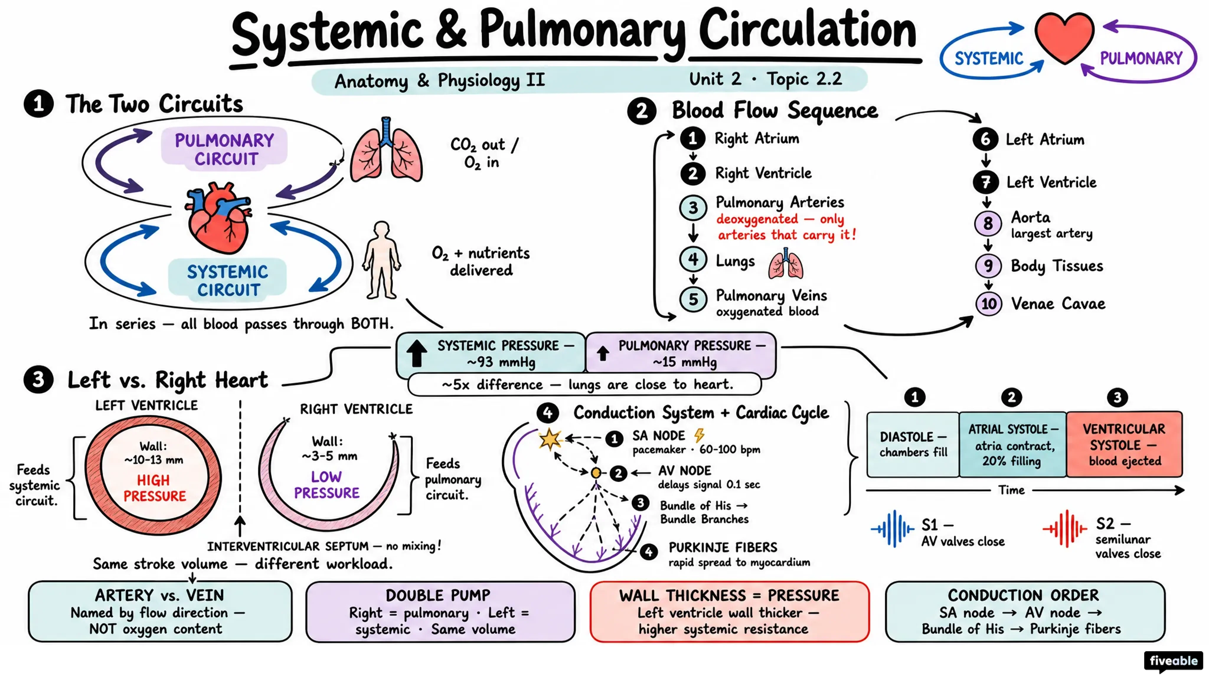 2.2 Systemic and Pulmonary Circulation - Anatomy and Physiology II - Unit 2 visual cheatsheet