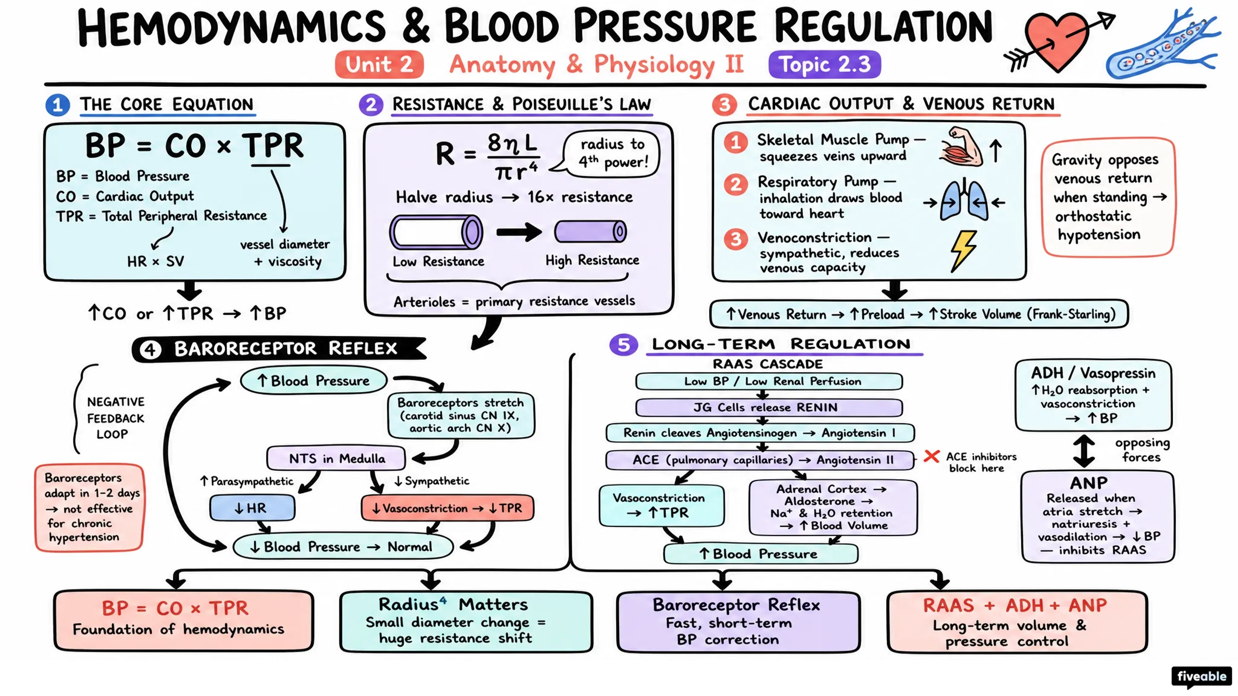 2.3 Hemodynamics and Blood Pressure Regulation - Anatomy and Physiology II - Unit 2 visual cheatsheet
