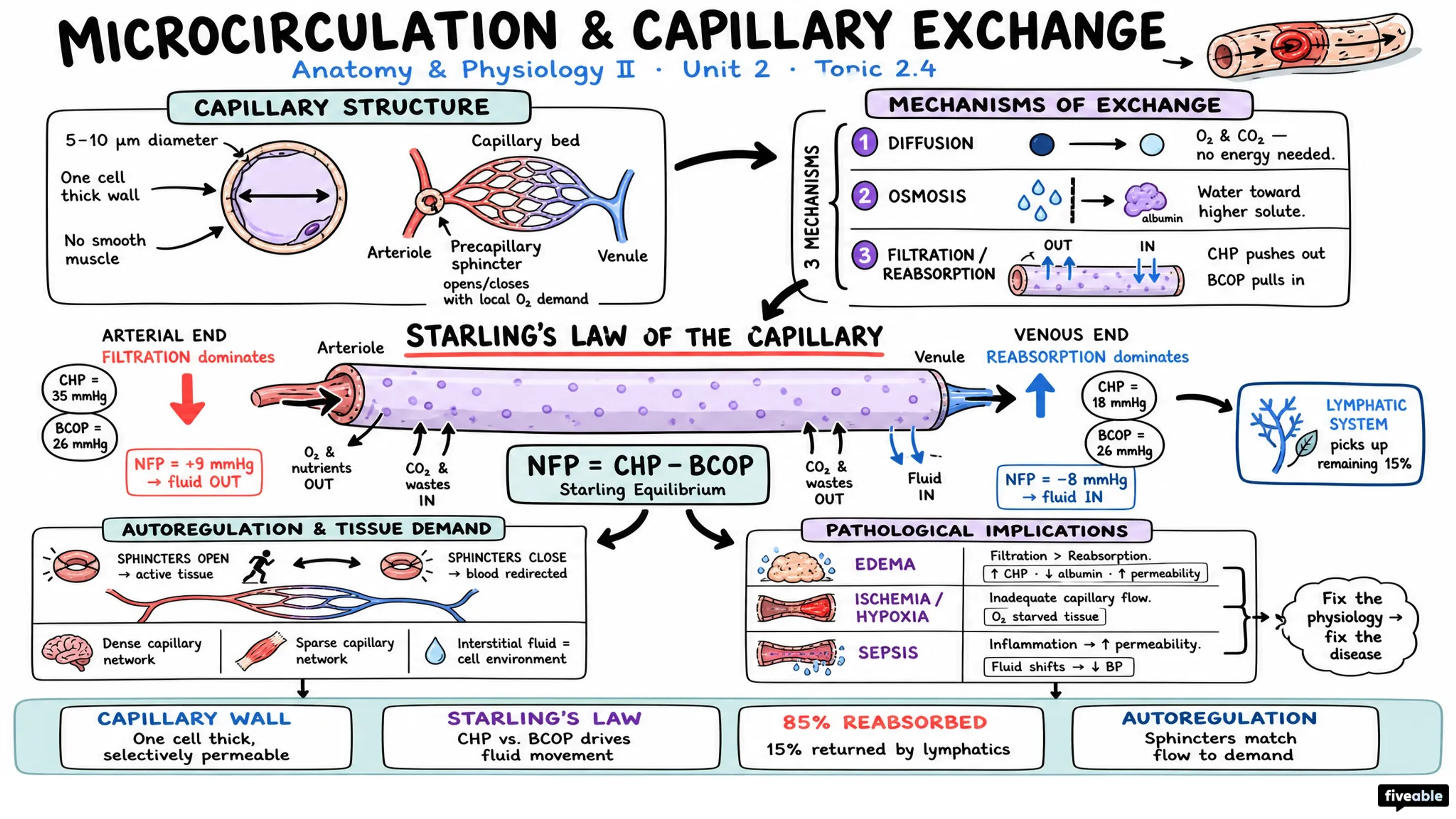 2.4 Microcirculation and Capillary Exchange - Anatomy and Physiology II - Unit 2 visual cheatsheet