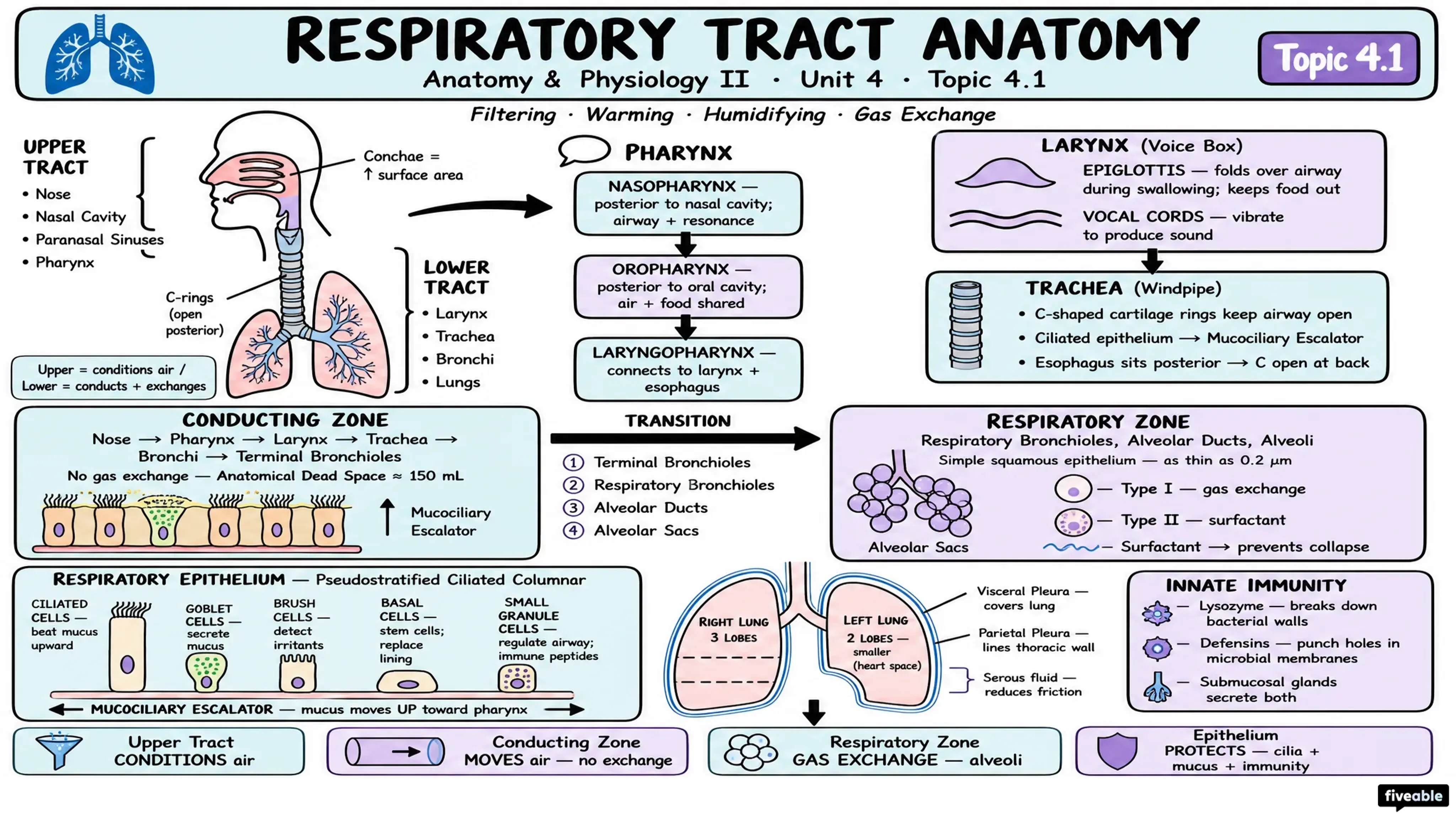 4.1 Respiratory Tract Anatomy - Anatomy and Physiology II - Unit 4 visual cheatsheet