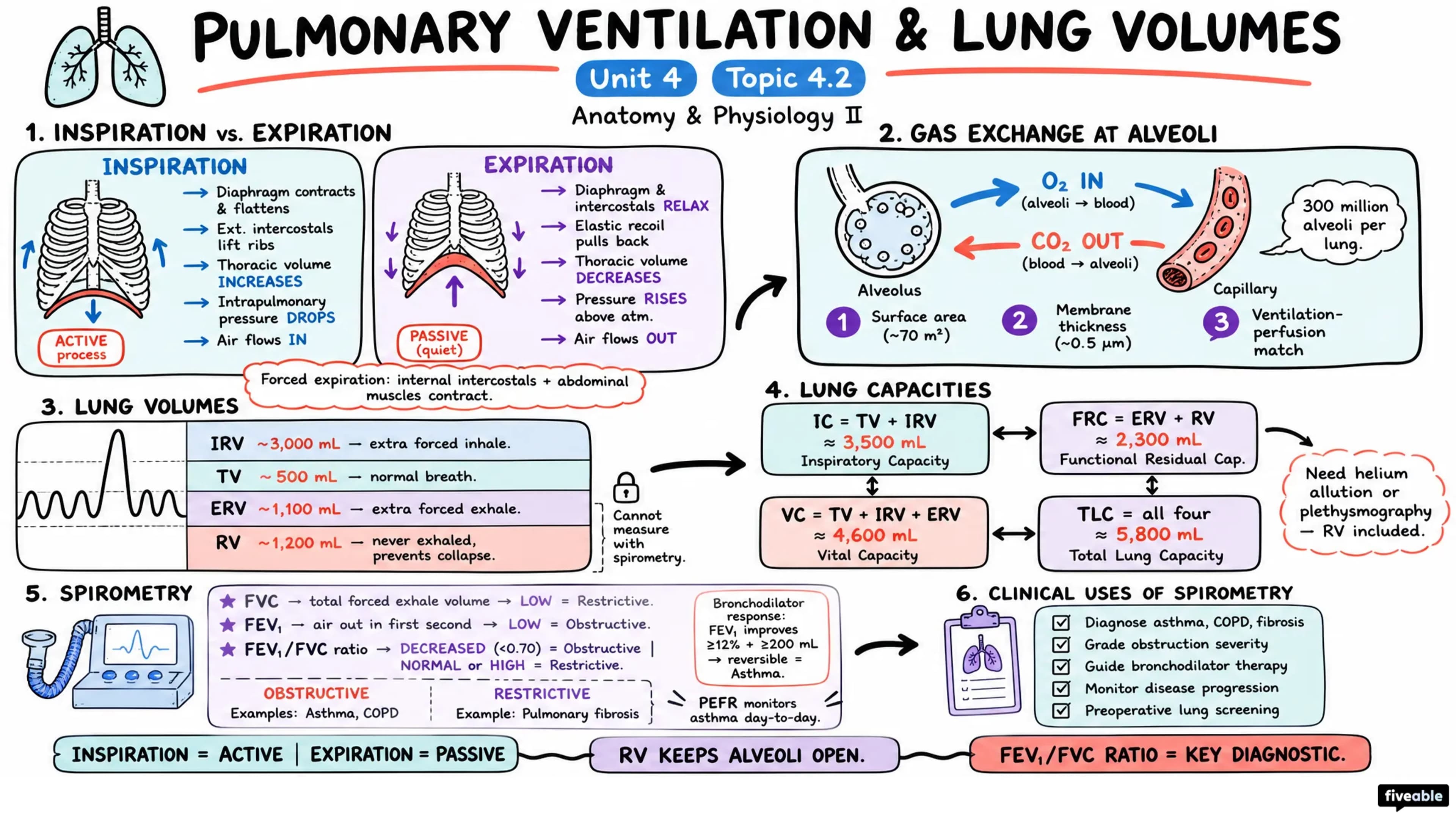 4.2 Pulmonary Ventilation and Lung Volumes - Anatomy and Physiology II - Unit 4 visual cheatsheet