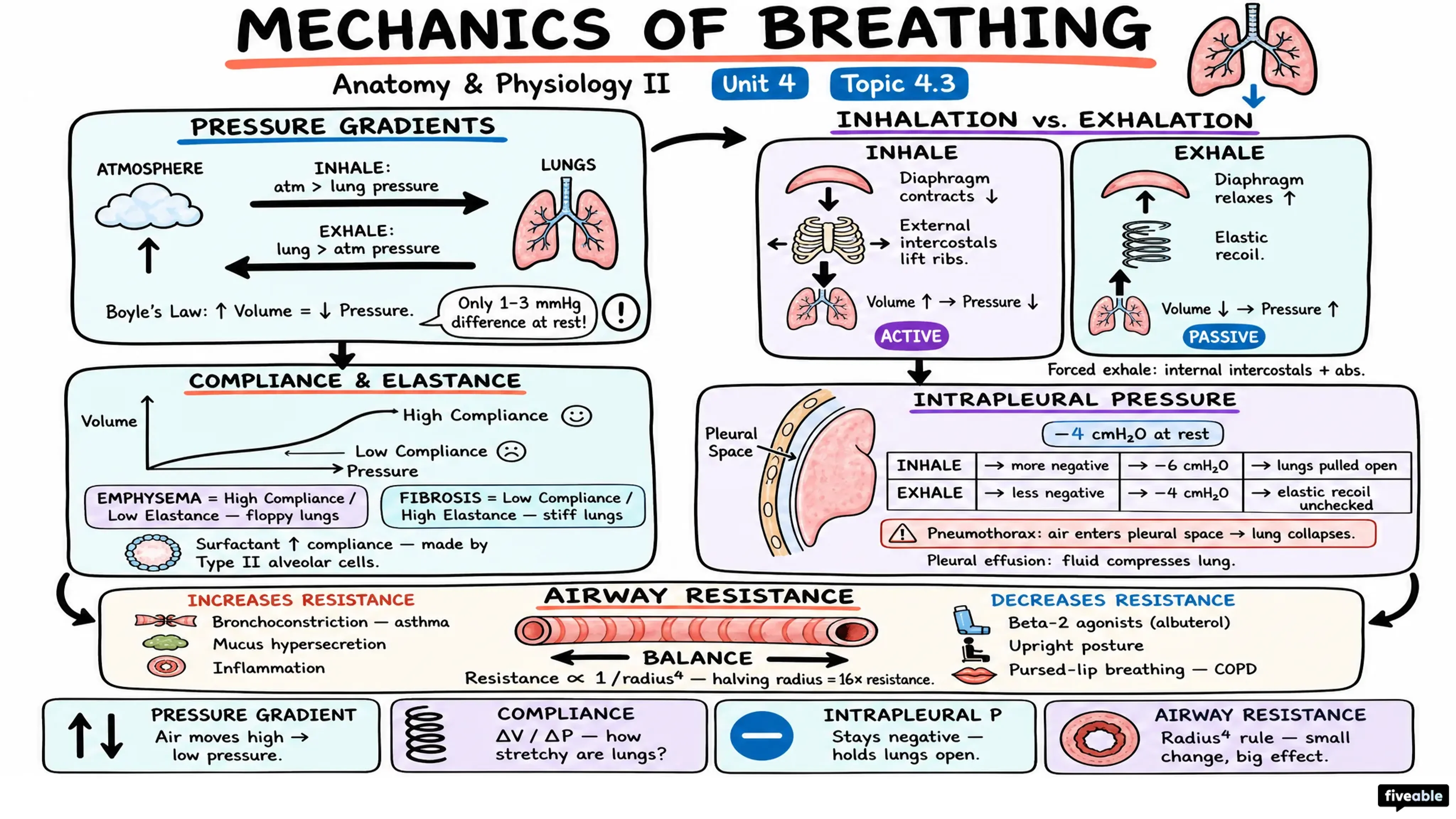 4.3 Mechanics of Breathing - Anatomy and Physiology II - Unit 4 visual cheatsheet