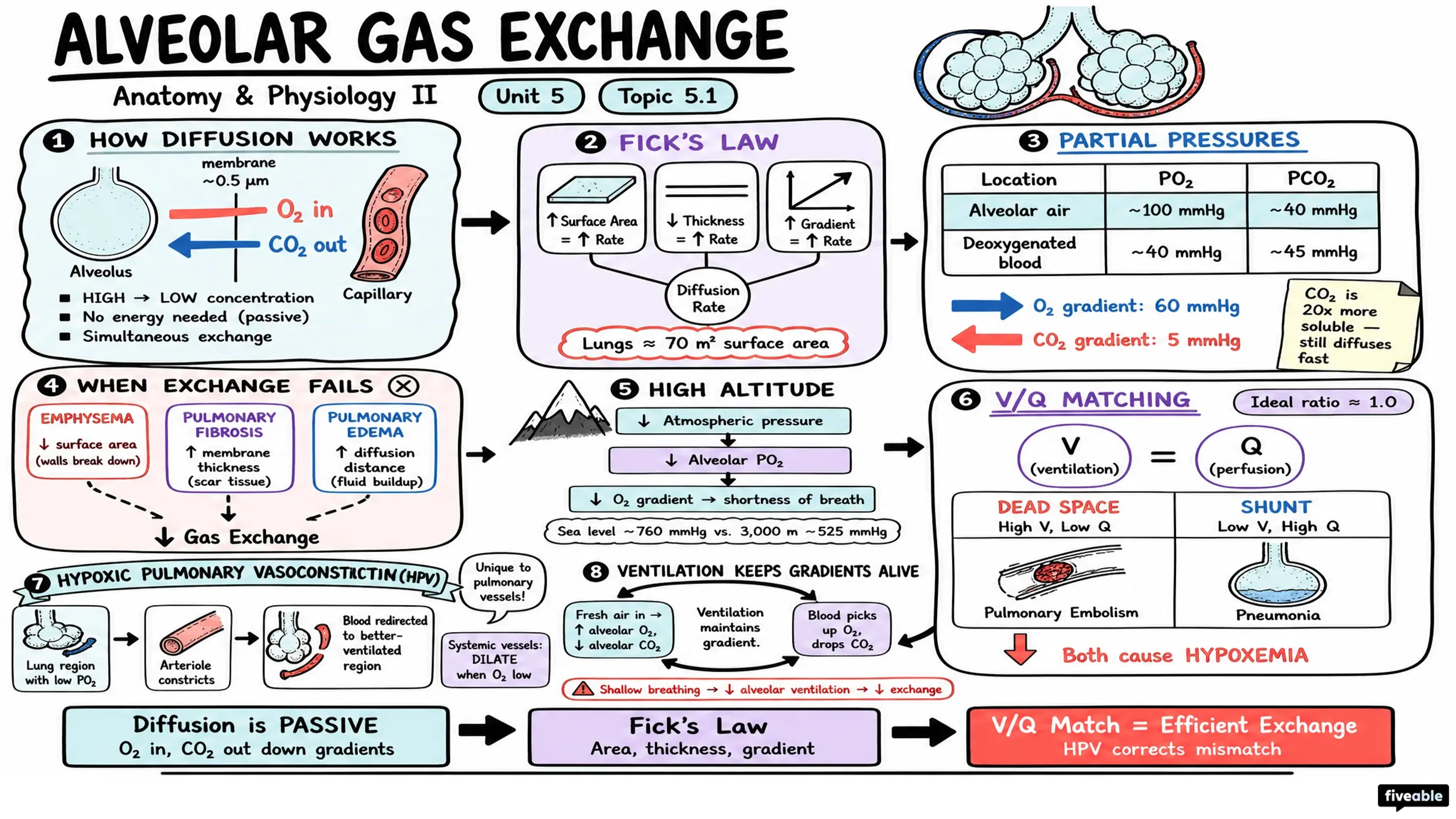 5.1 Alveolar Gas Exchange - Anatomy and Physiology II - Unit 5 visual cheatsheet