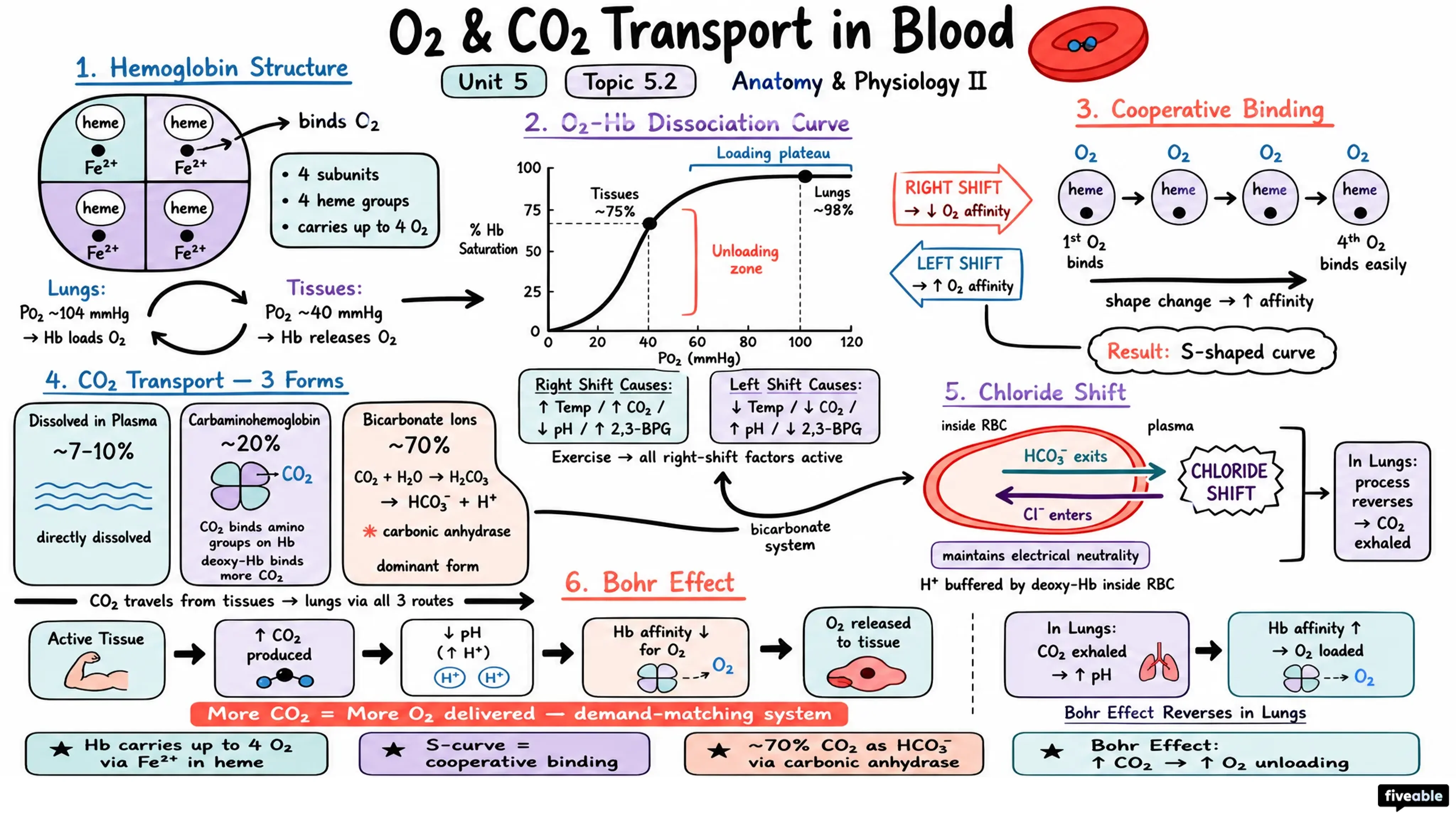 5.2 Oxygen and Carbon Dioxide Transport in Blood - Anatomy and Physiology II - Unit 5 visual cheatsheet