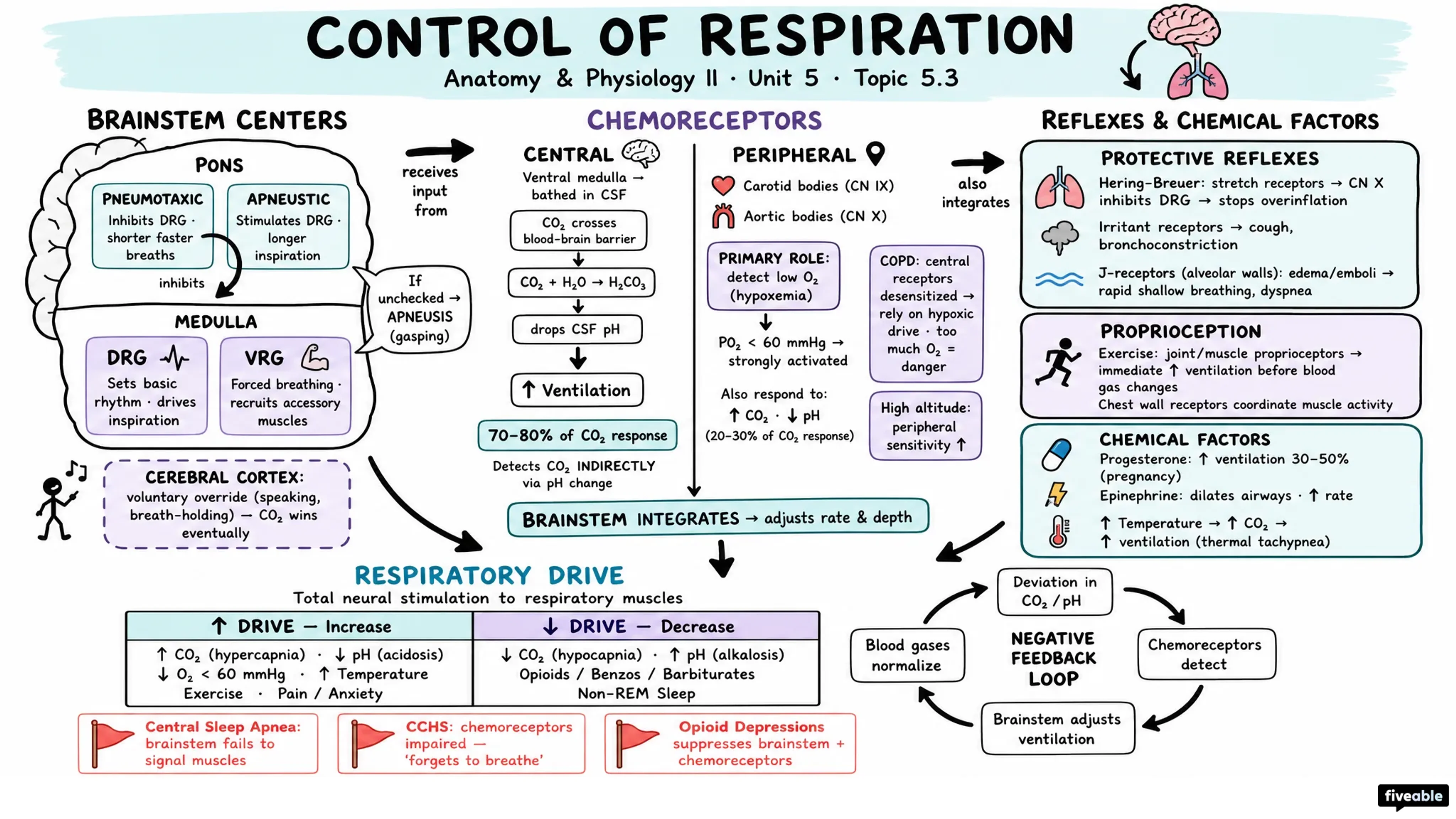 5.3 Control of Respiration - Anatomy and Physiology II - Unit 5 visual cheatsheet