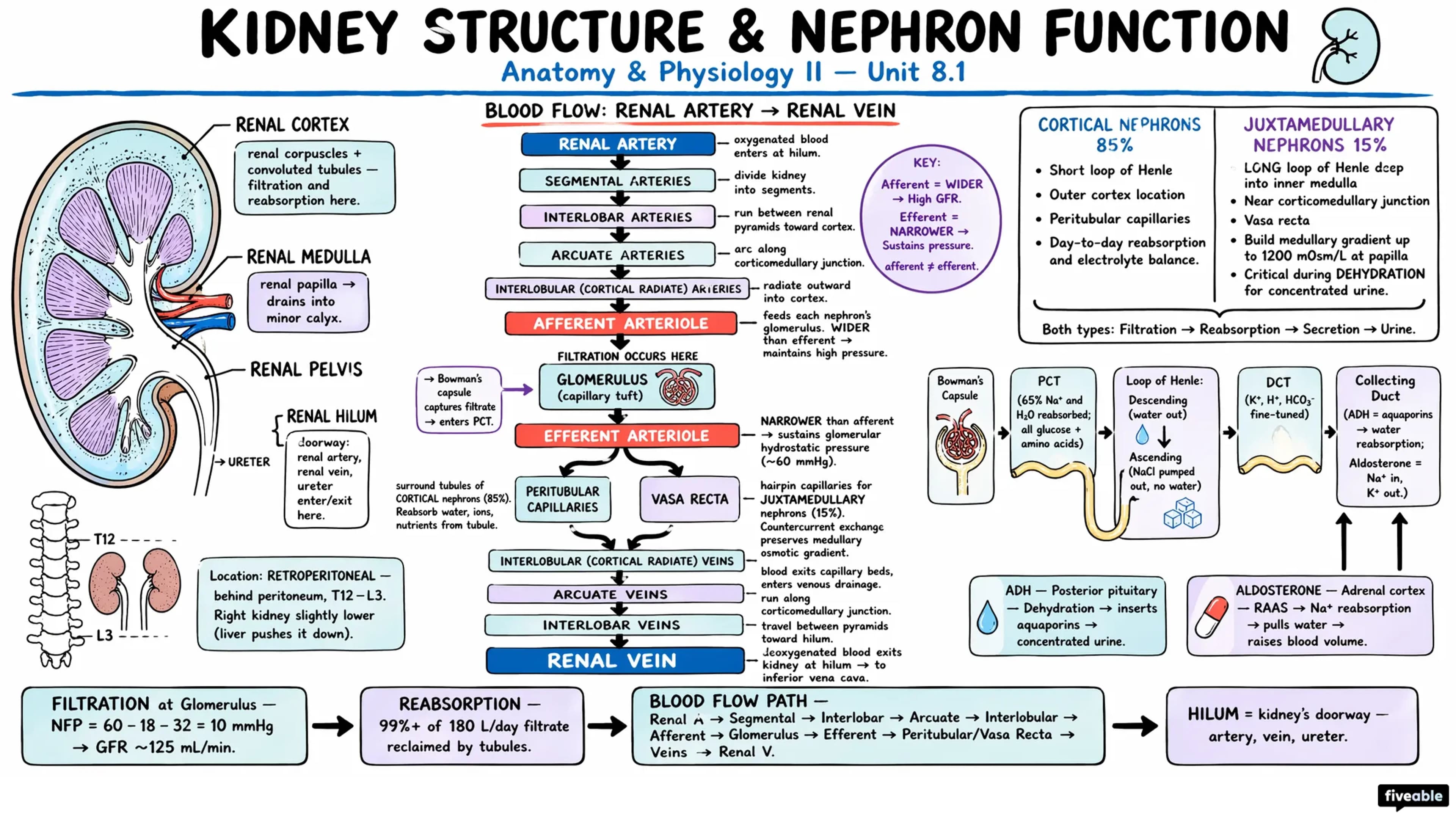 8.1 Kidney Structure and Nephron Function - Anatomy and Physiology II - Unit 8 visual cheatsheet