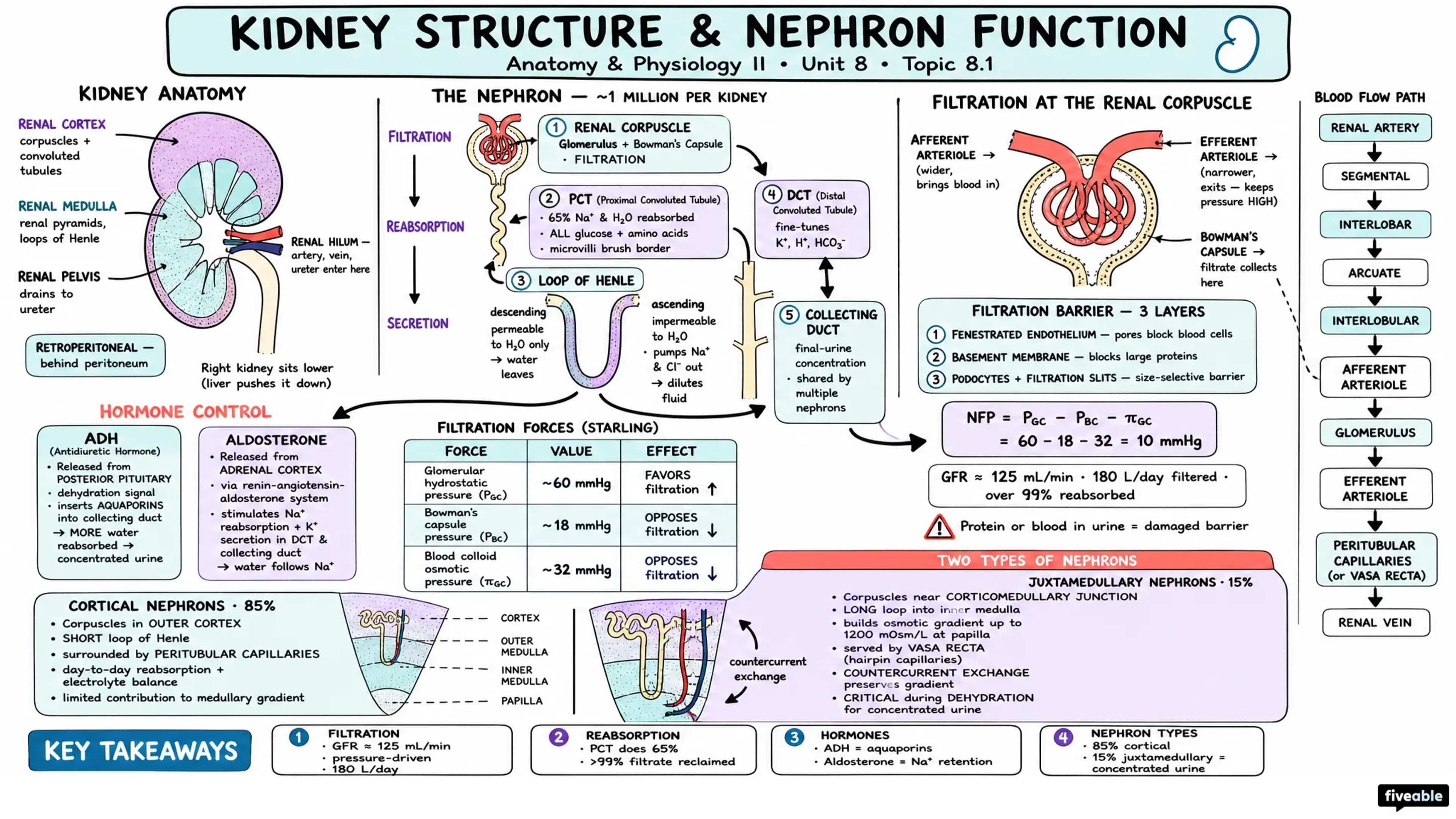 8.1 Kidney Structure and Nephron Function - Anatomy and Physiology II - Unit 8 visual cheatsheet