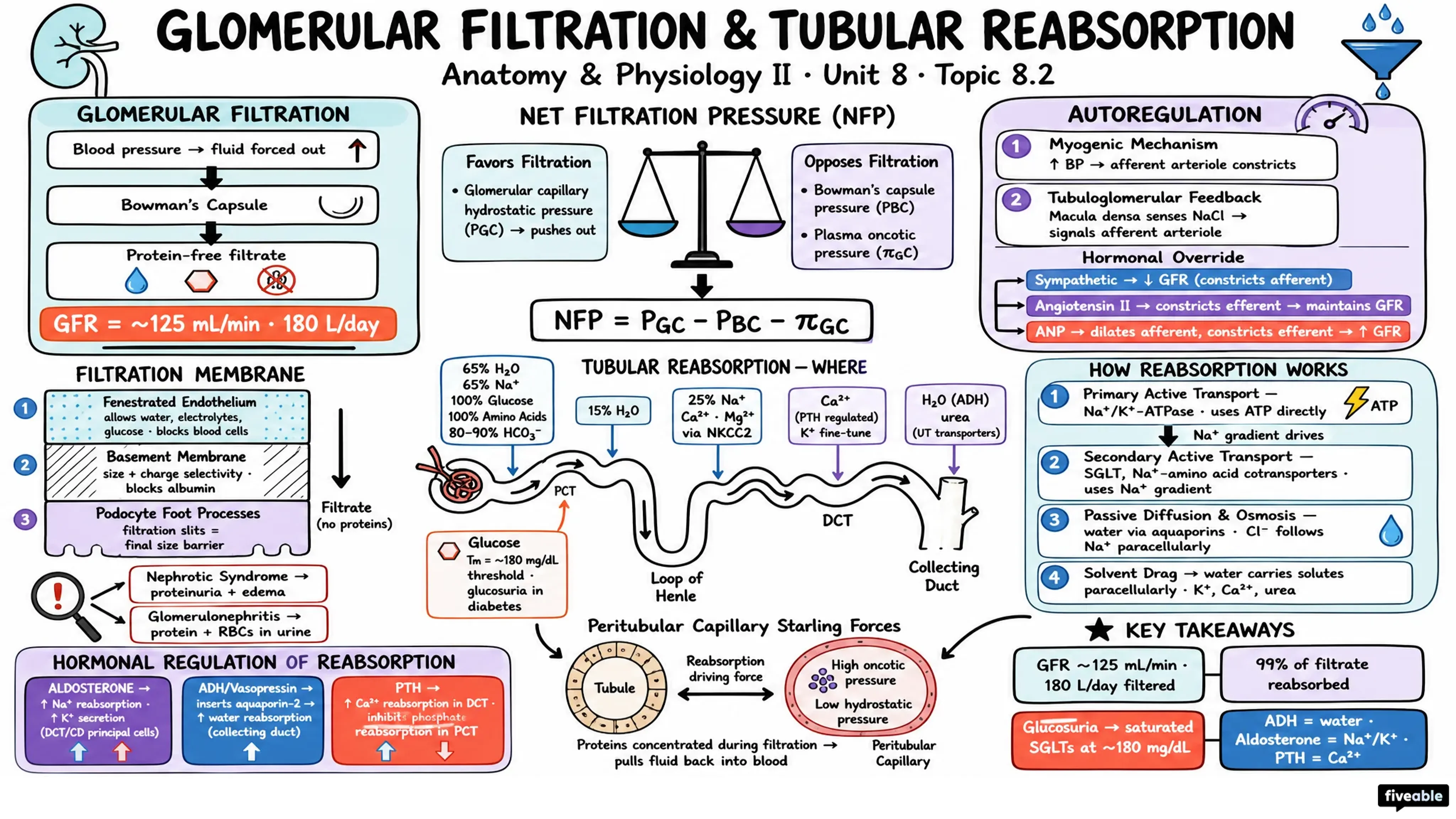 8.2 Glomerular Filtration and Tubular Reabsorption - Anatomy and Physiology II - Unit 8 visual cheatsheet