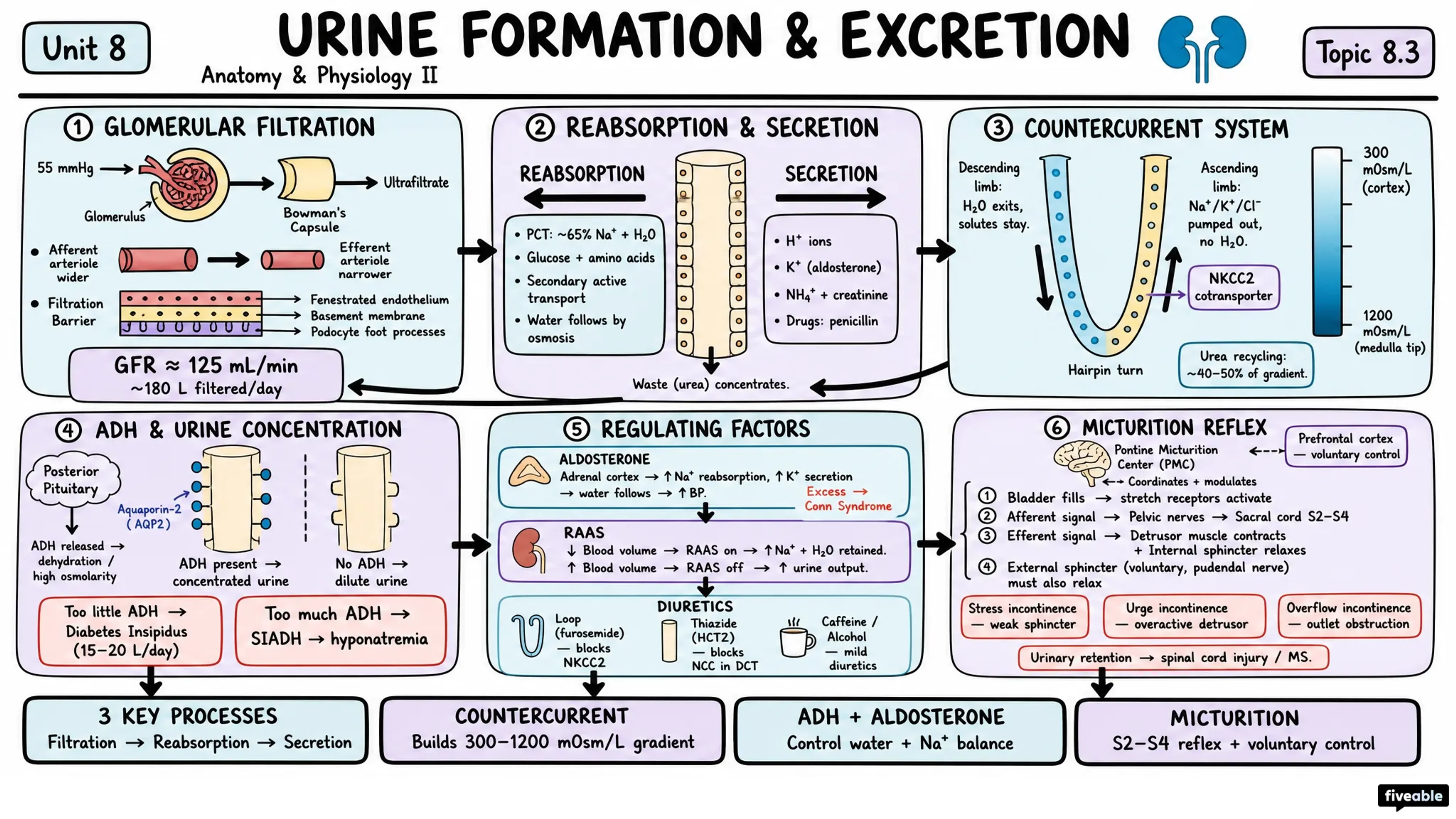8.3 Urine Formation and Excretion - Anatomy and Physiology II - Unit 8 visual cheatsheet