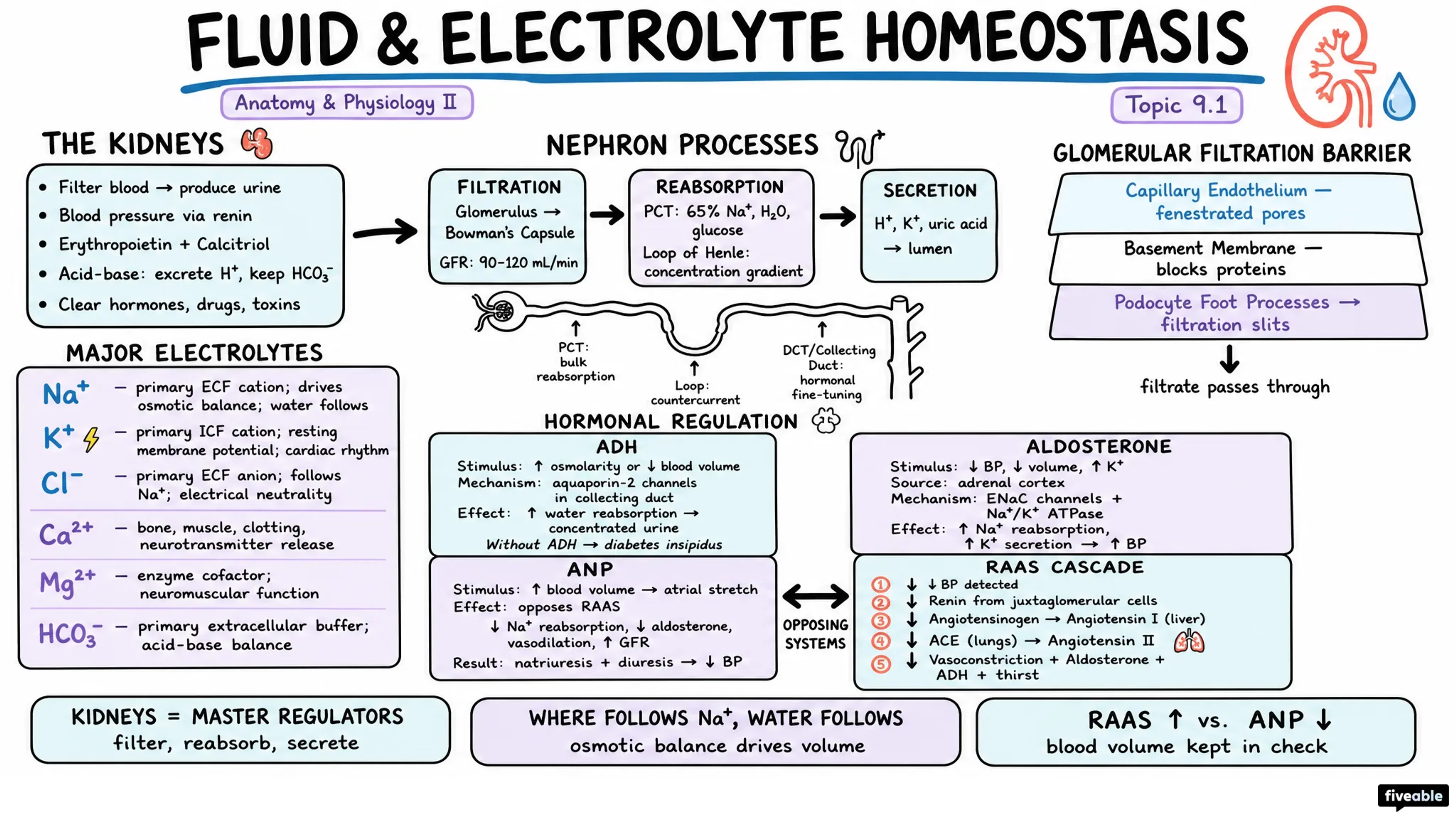 9.1 Fluid and Electrolyte Homeostasis - Anatomy and Physiology II - Unit 9 visual cheatsheet