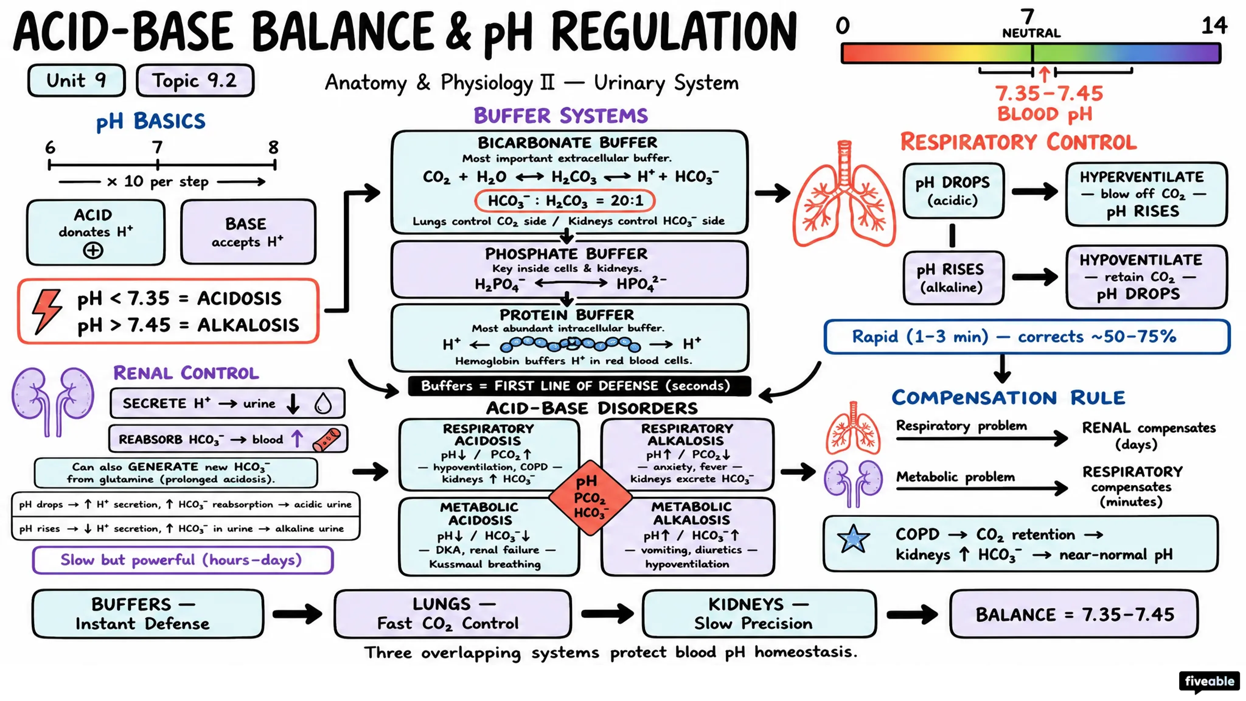 9.2 Acid-Base Balance and pH Regulation - Anatomy and Physiology II - Unit 9 visual cheatsheet