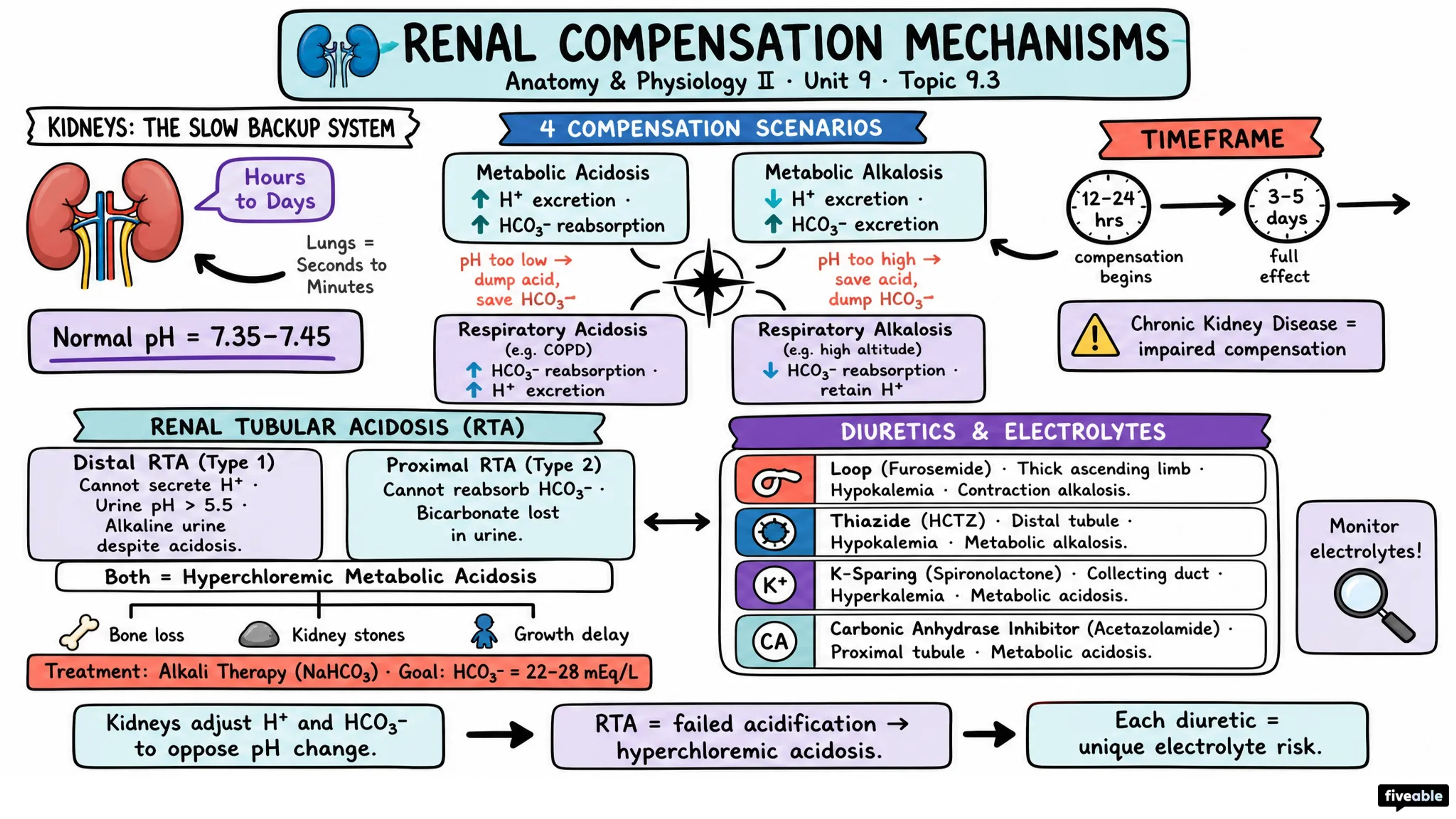 9.3 Renal Compensation Mechanisms - Anatomy and Physiology II - Unit 9 visual cheatsheet