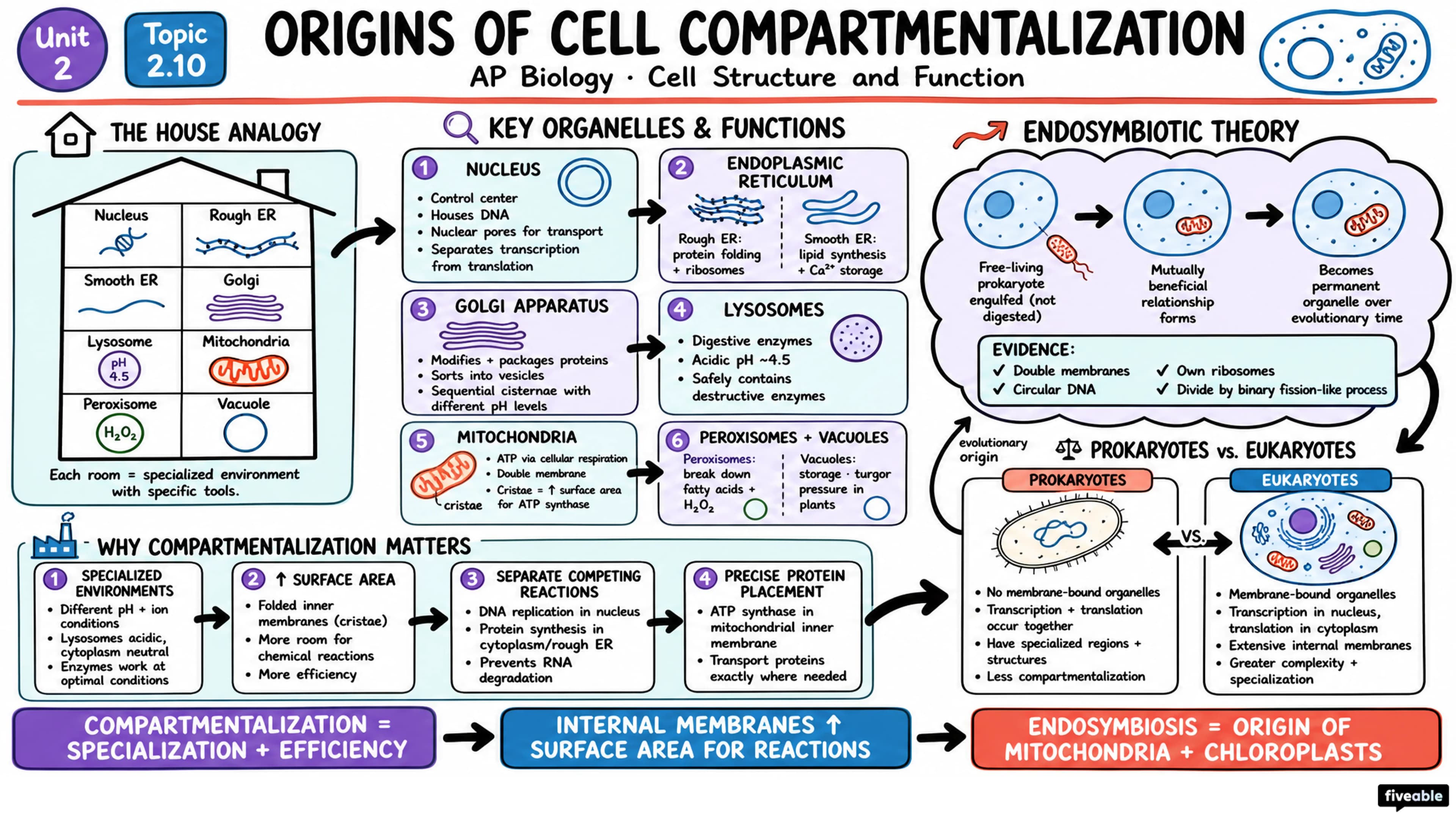 2.10 Origins of Cell Compartmentalization - AP Biology - Unit 2 visual cheatsheet