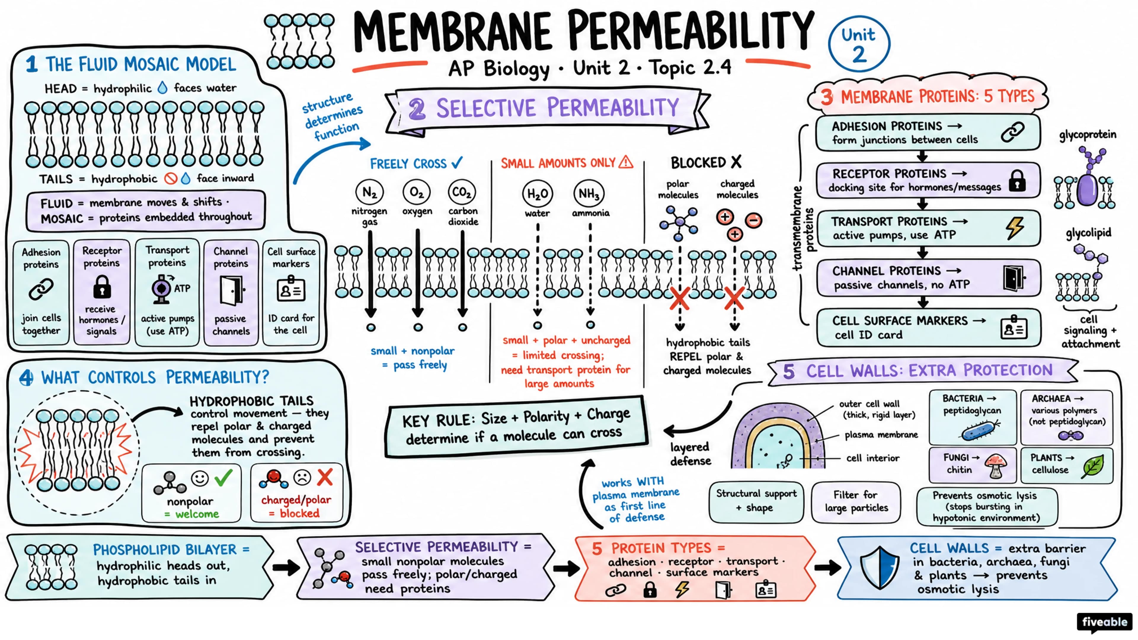 2.4 Membrane Permeability - AP Biology - Unit 2 visual cheatsheet