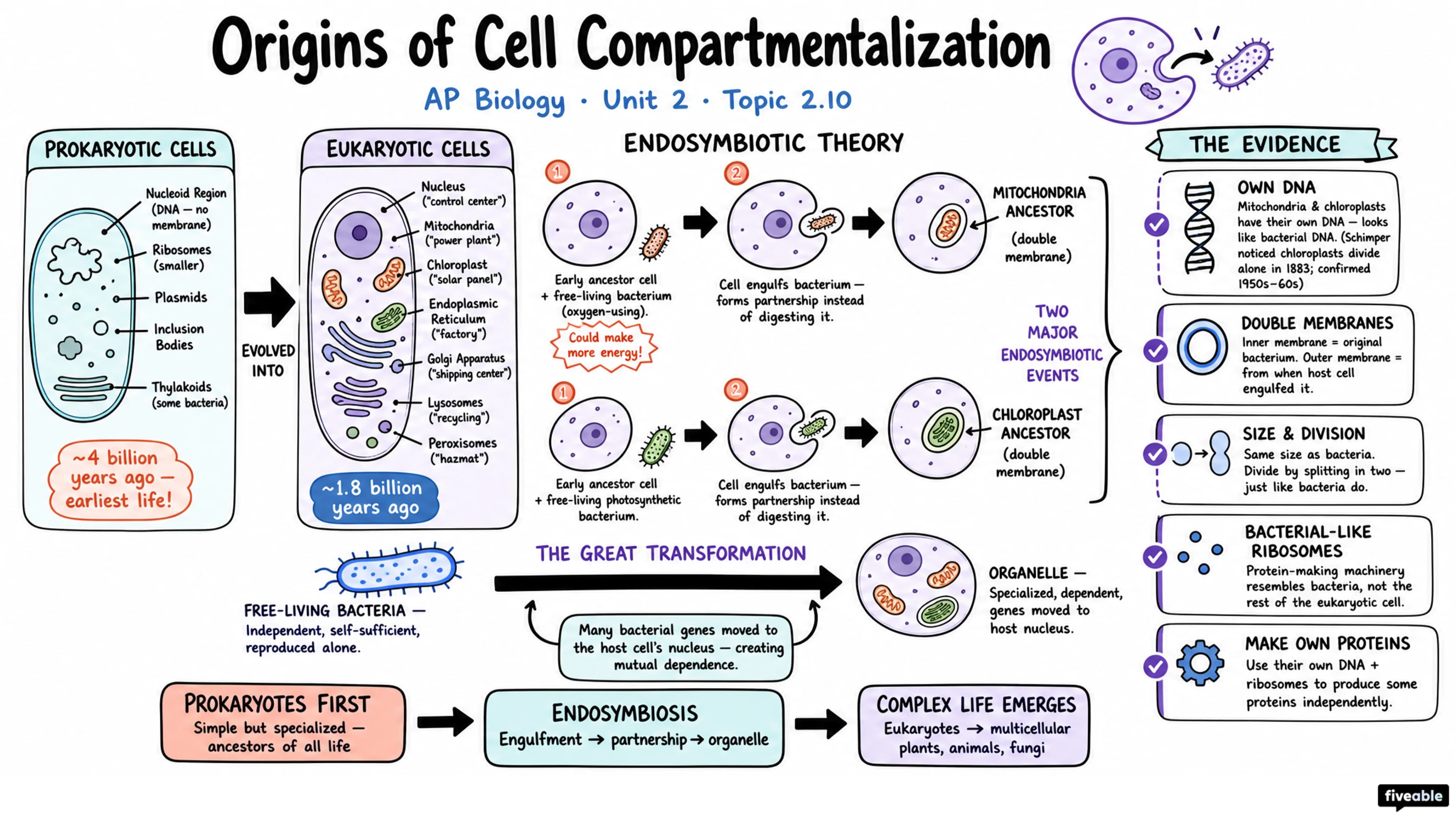 Origins of Cell Compartmentalization Review - AP Biology - Unit 2 visual cheatsheet