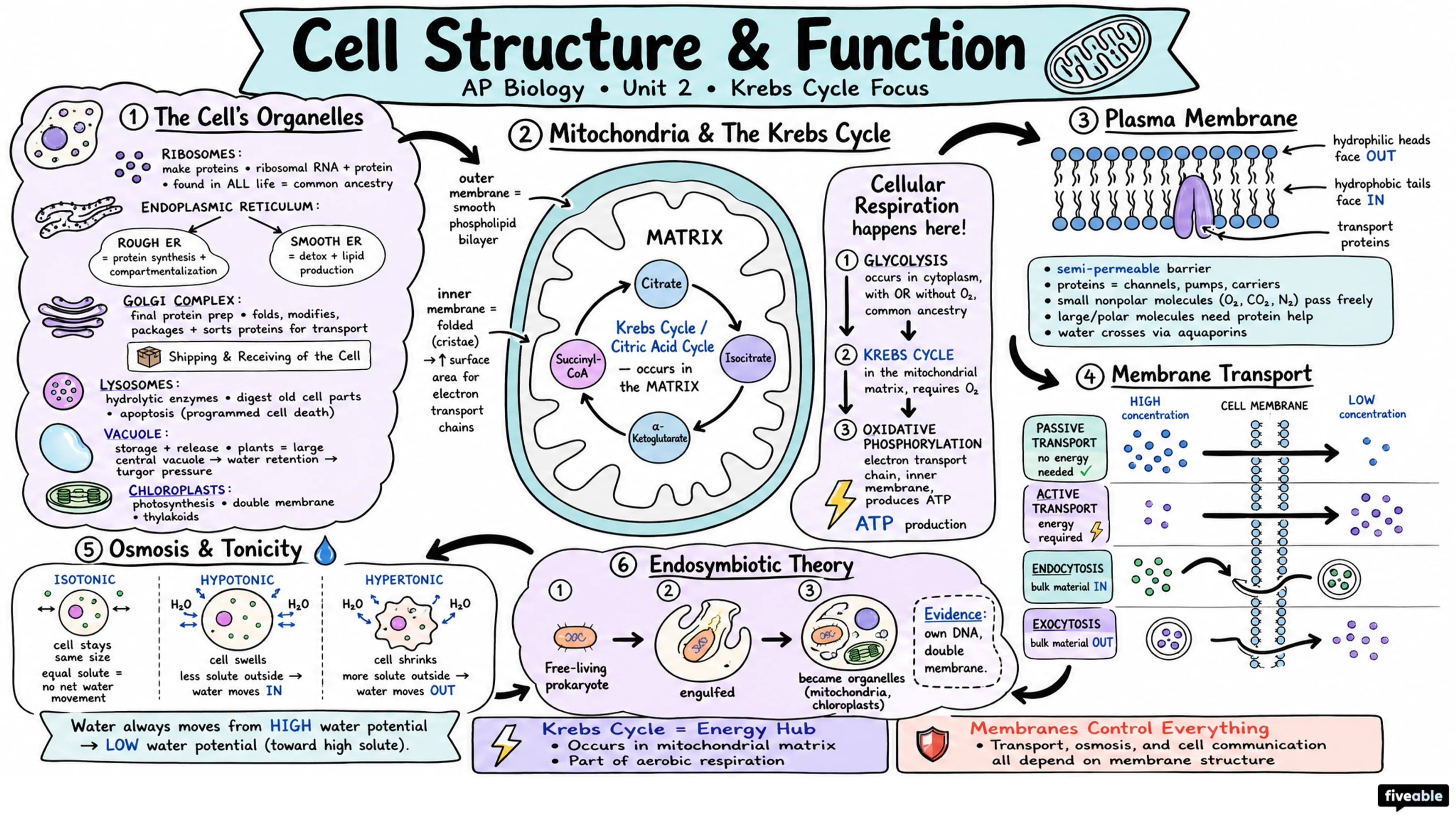 Unit 2 Overview: Cell Structure and Function - AP Biology - Unit 2 visual cheatsheet