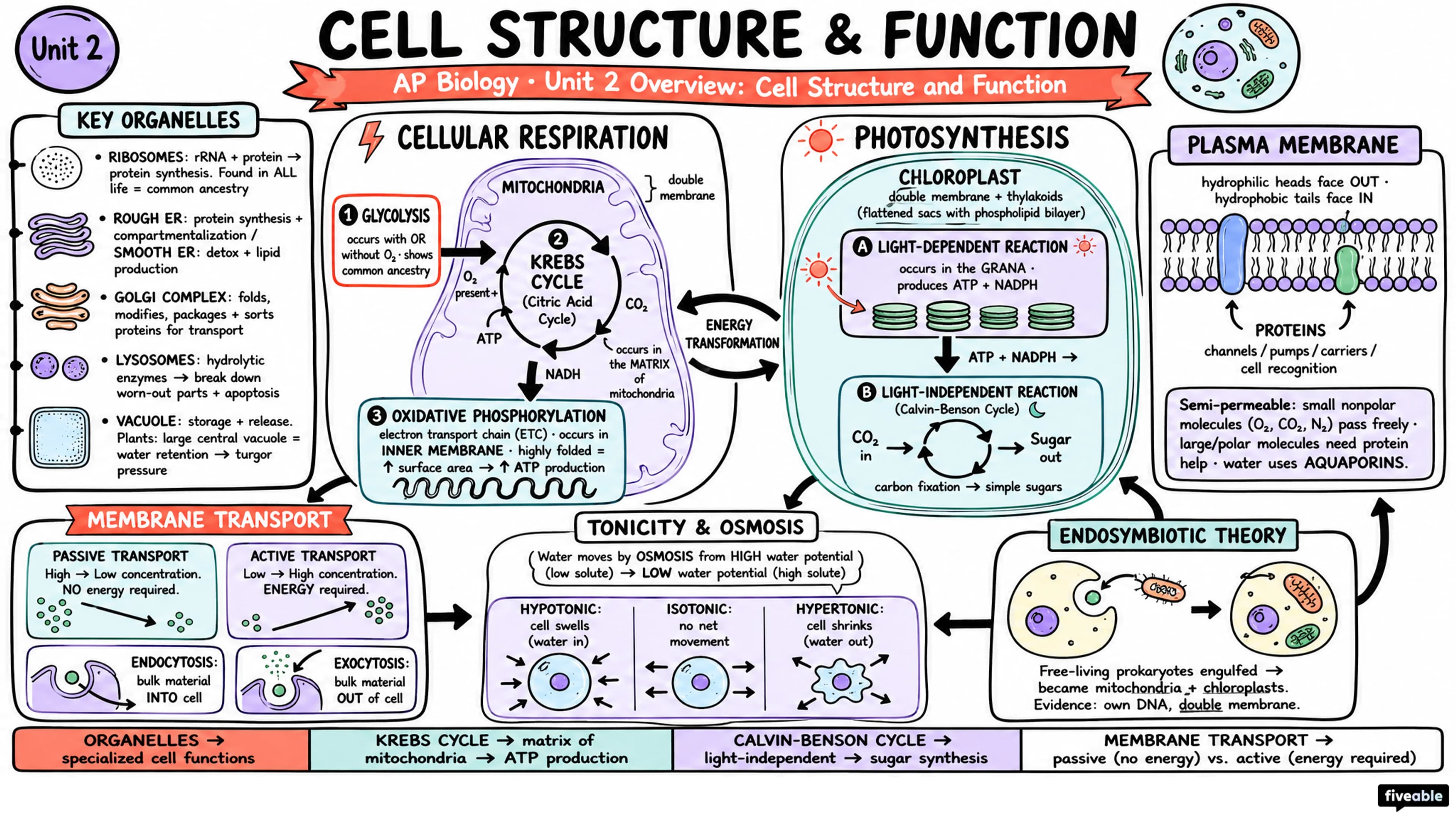 Unit 2 Overview: Cell Structure and Function - AP Biology - Unit 2 visual cheatsheet