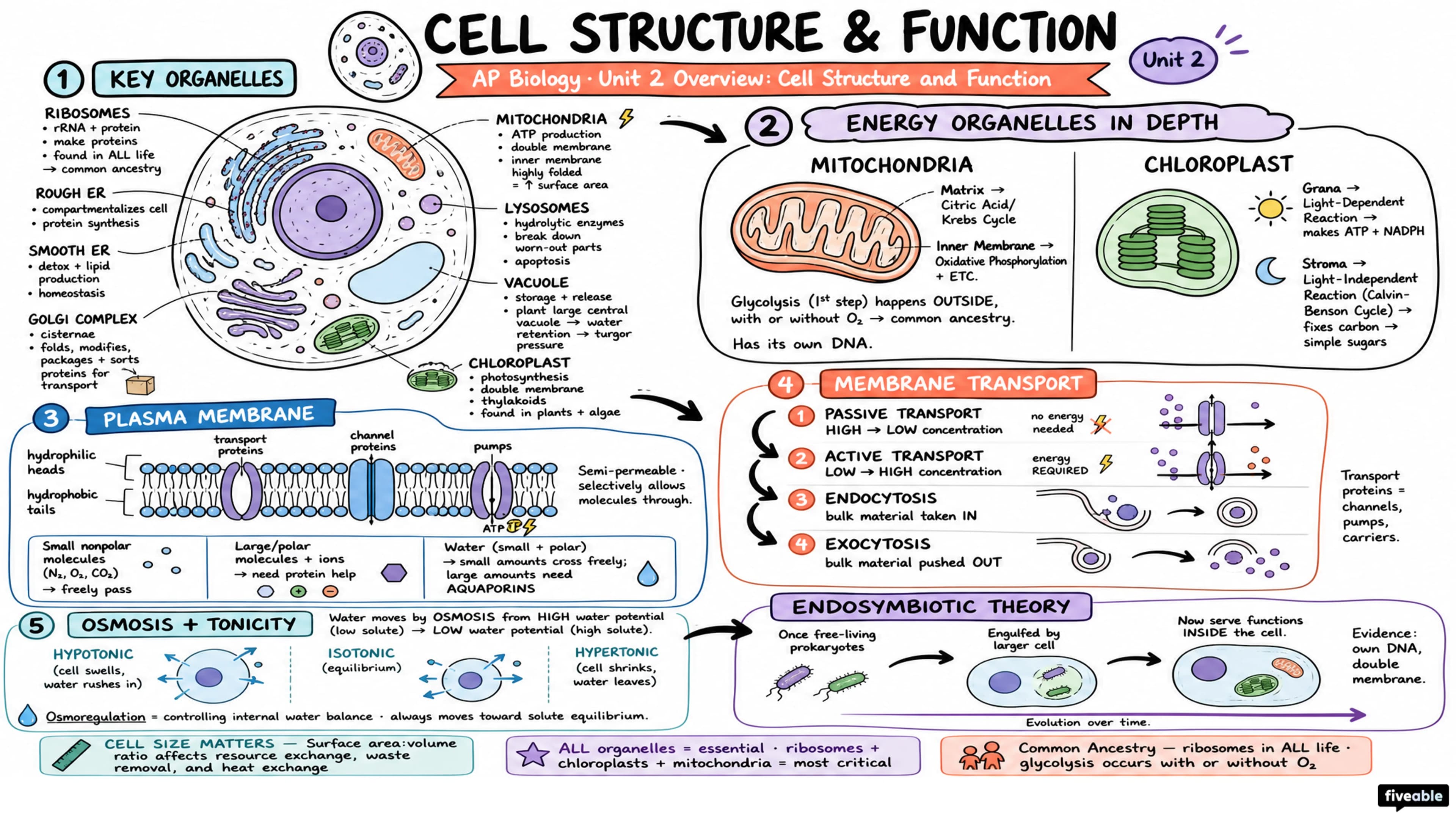 Unit 2 Overview: Cell Structure and Function - AP Biology - Unit 2 visual cheatsheet