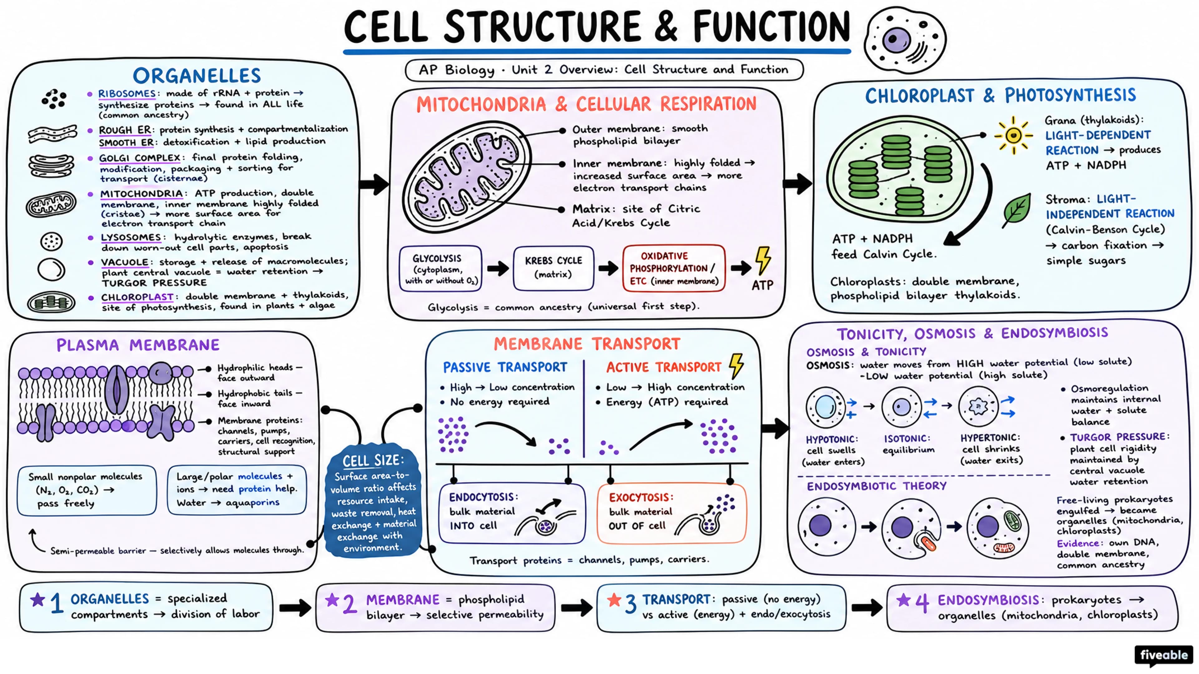 Unit 2 Overview: Cell Structure and Function - AP Biology - Unit 2 visual cheatsheet