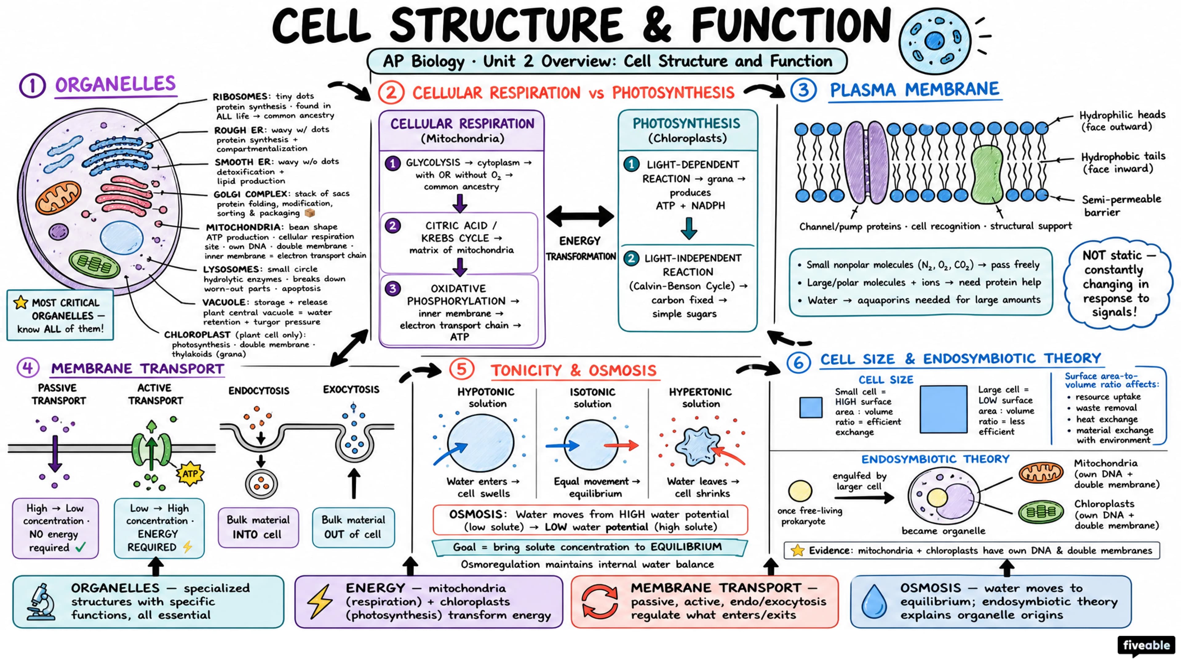 Unit 2 Overview: Cell Structure and Function - AP Biology - Unit 2 visual cheatsheet