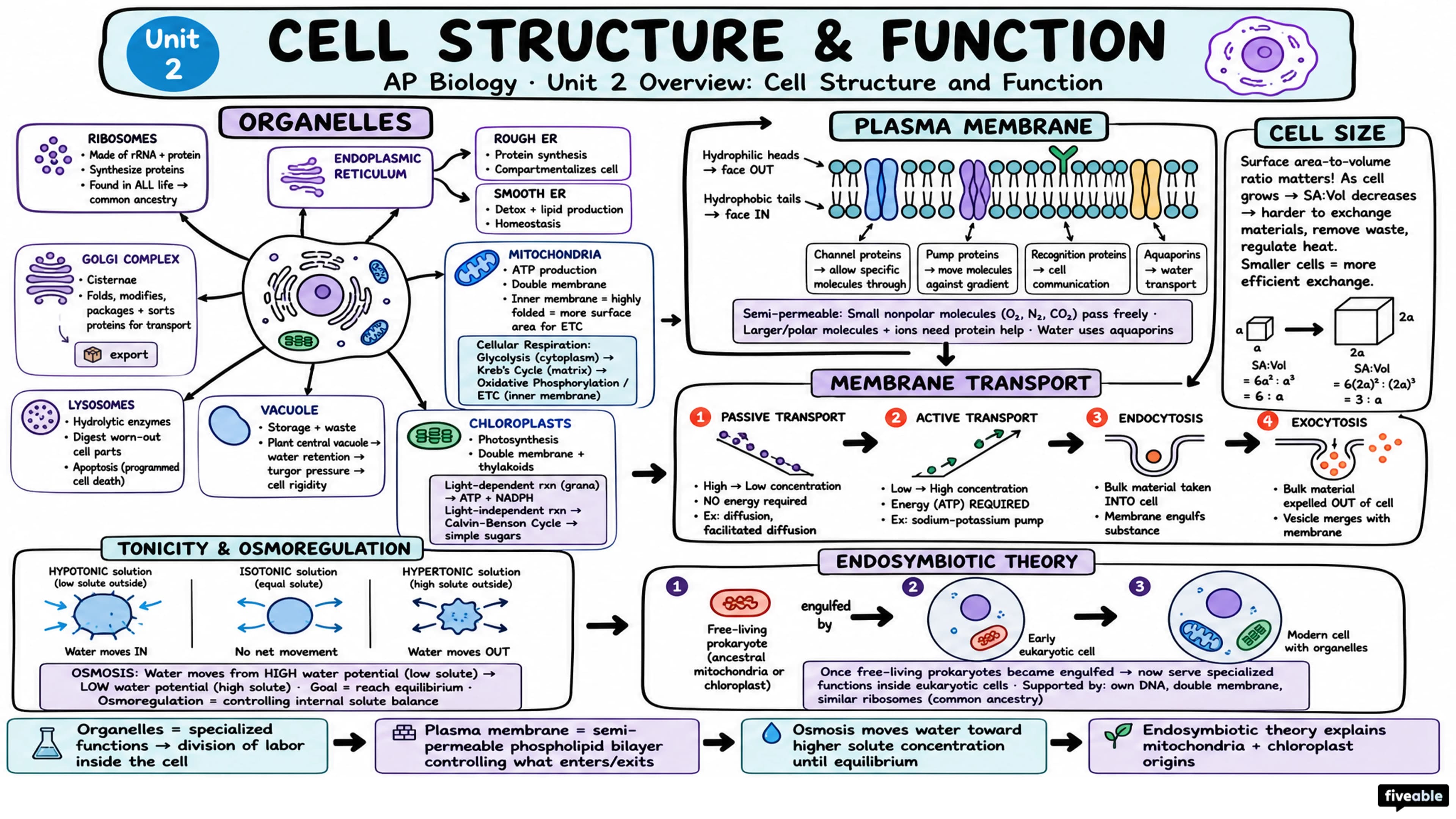 Unit 2 Overview: Cell Structure and Function - AP Biology - Unit 2 visual cheatsheet