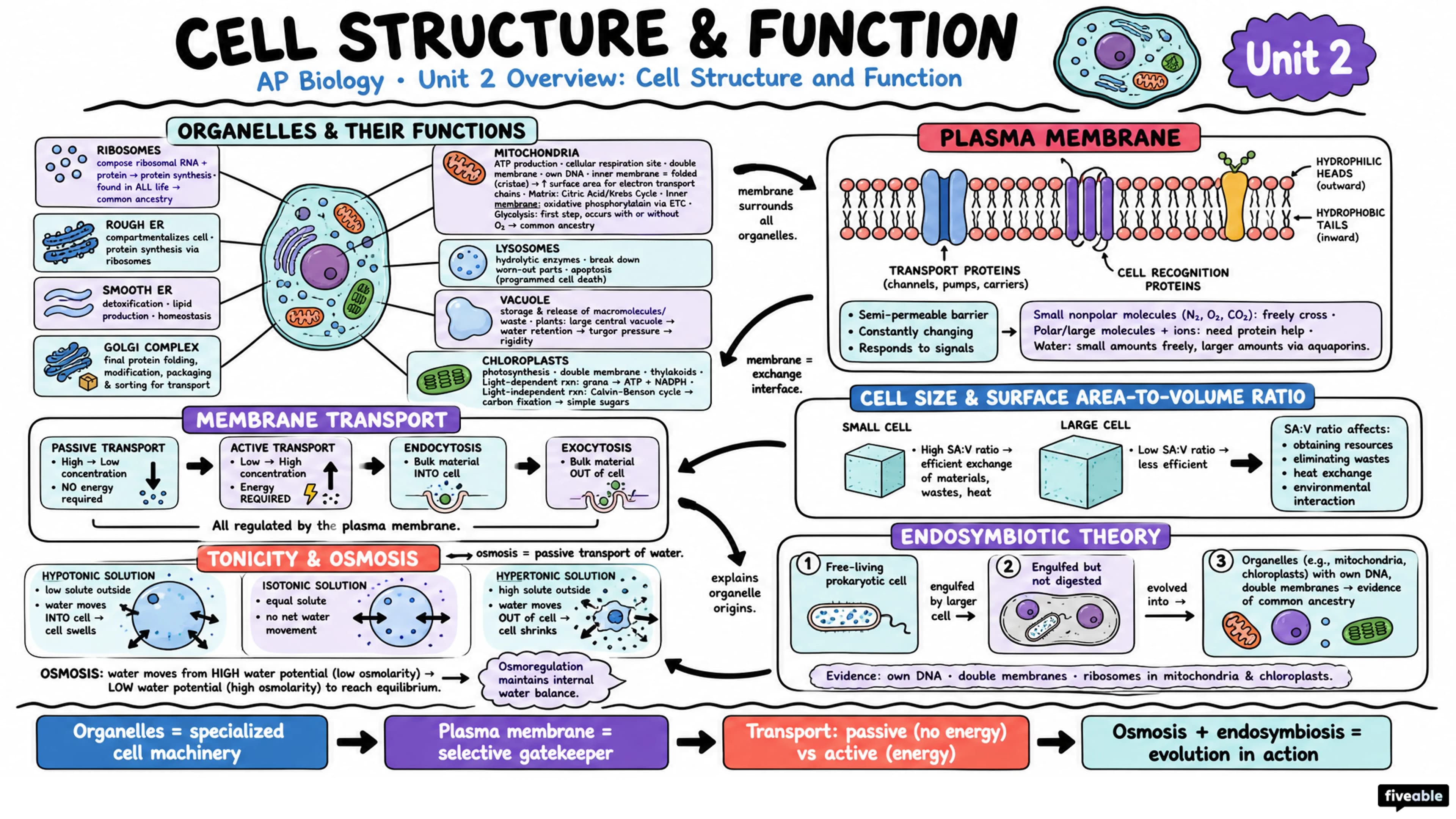 Unit 2 Overview: Cell Structure and Function - AP Biology - Unit 2 visual cheatsheet