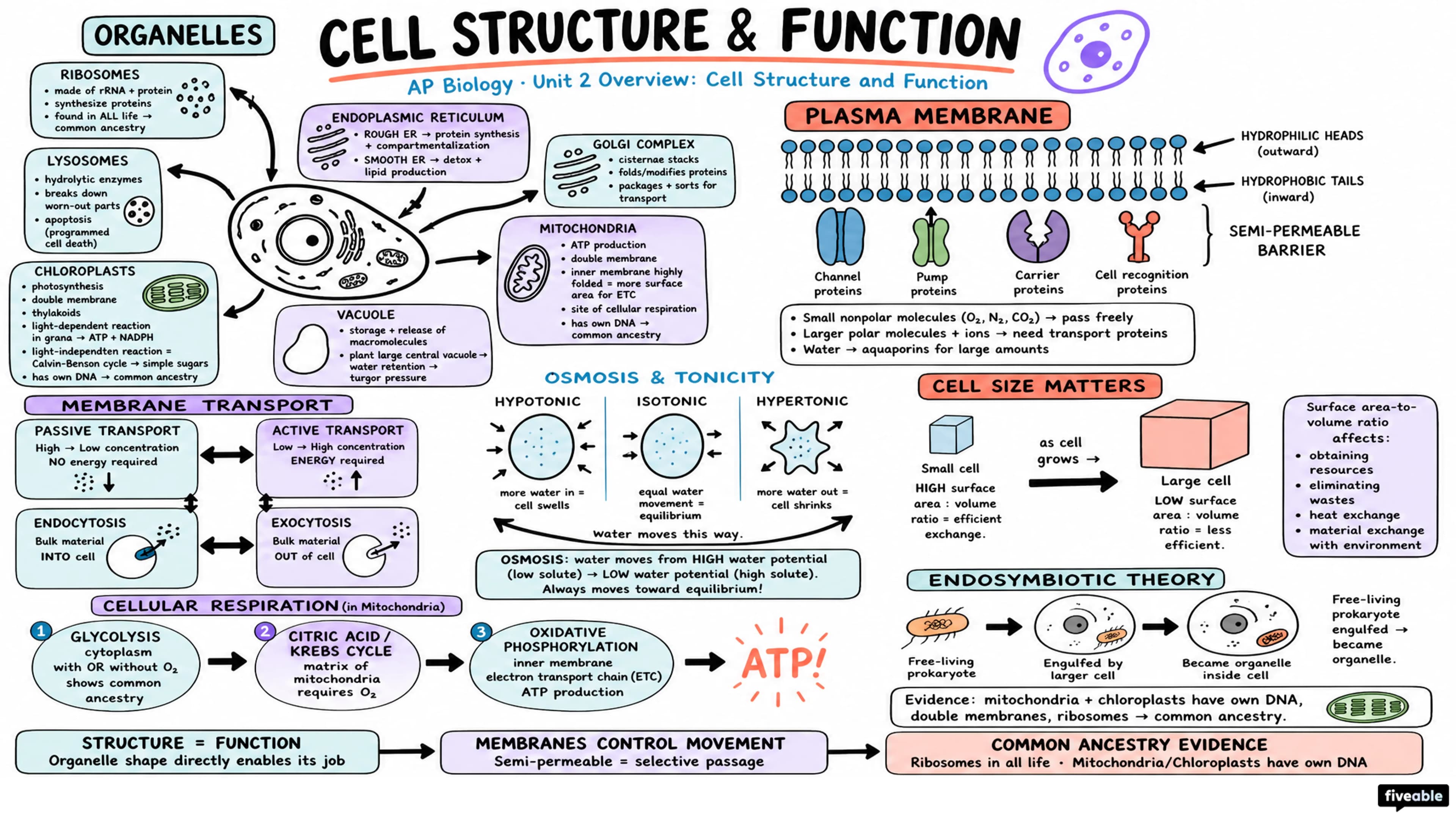 Unit 2 Overview: Cell Structure and Function - AP Biology - Unit 2 visual cheatsheet