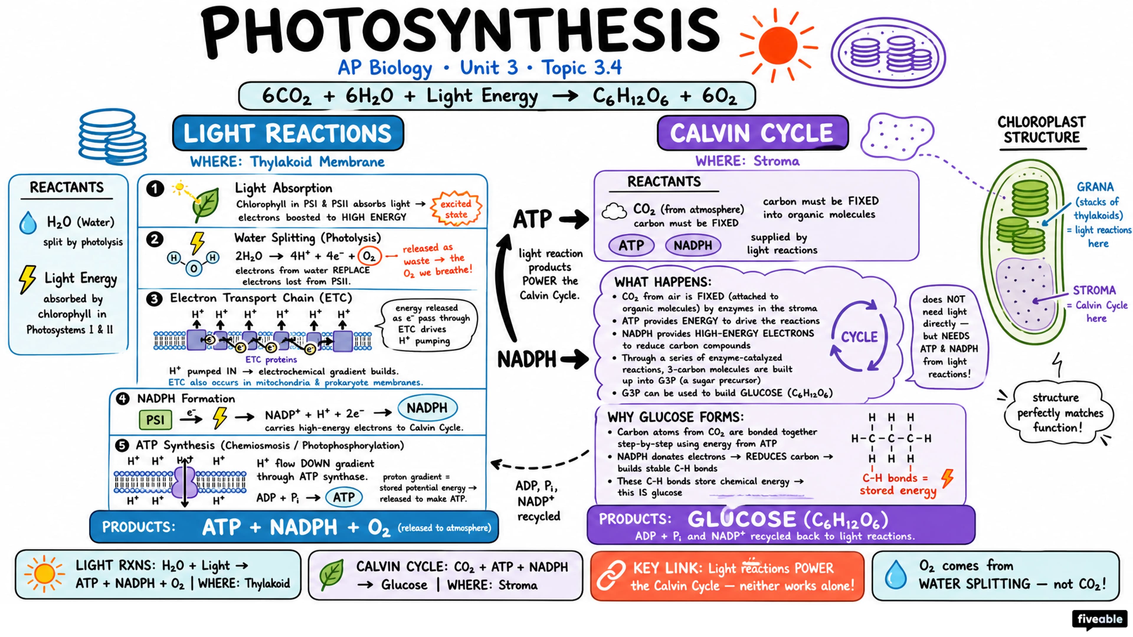 3.4 Photosynthesis - AP Biology - Unit 3 visual cheatsheet