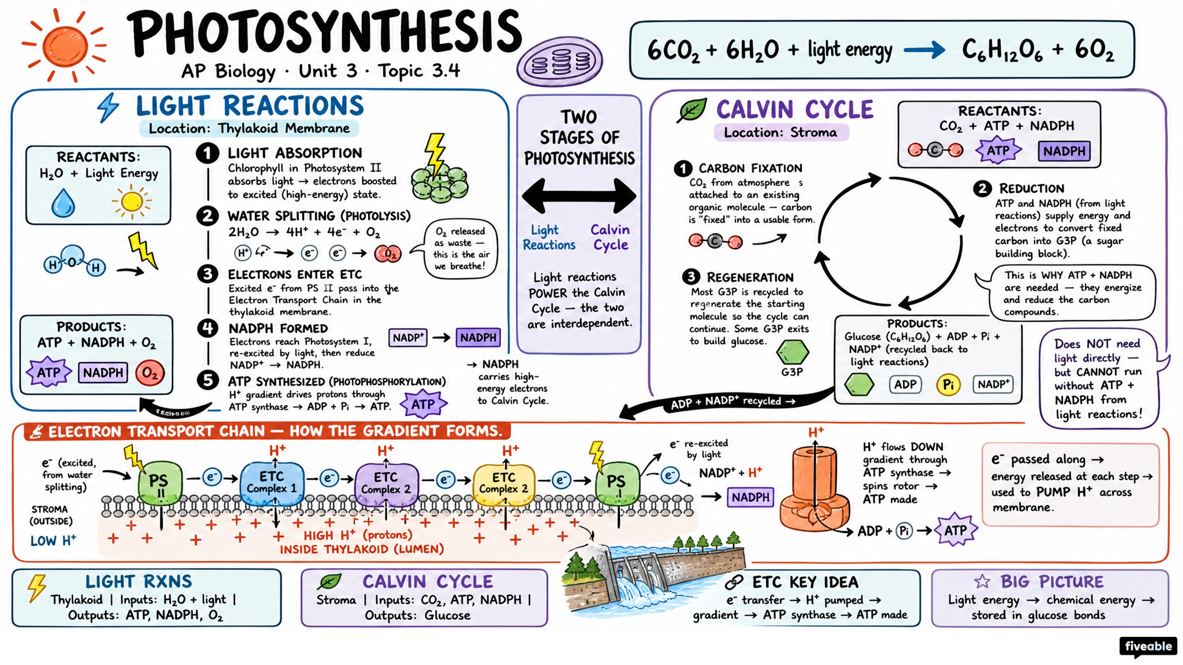 3.4 Photosynthesis - AP Biology - Unit 3 visual cheatsheet