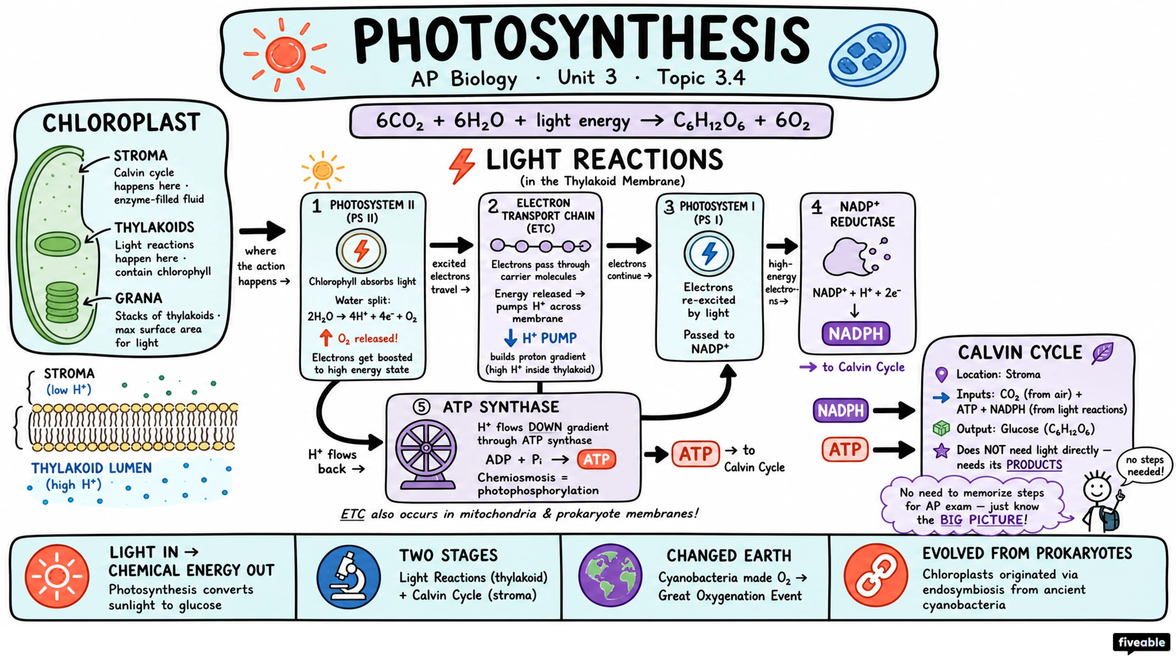 3.4 Photosynthesis - AP Biology - Unit 3 visual cheatsheet