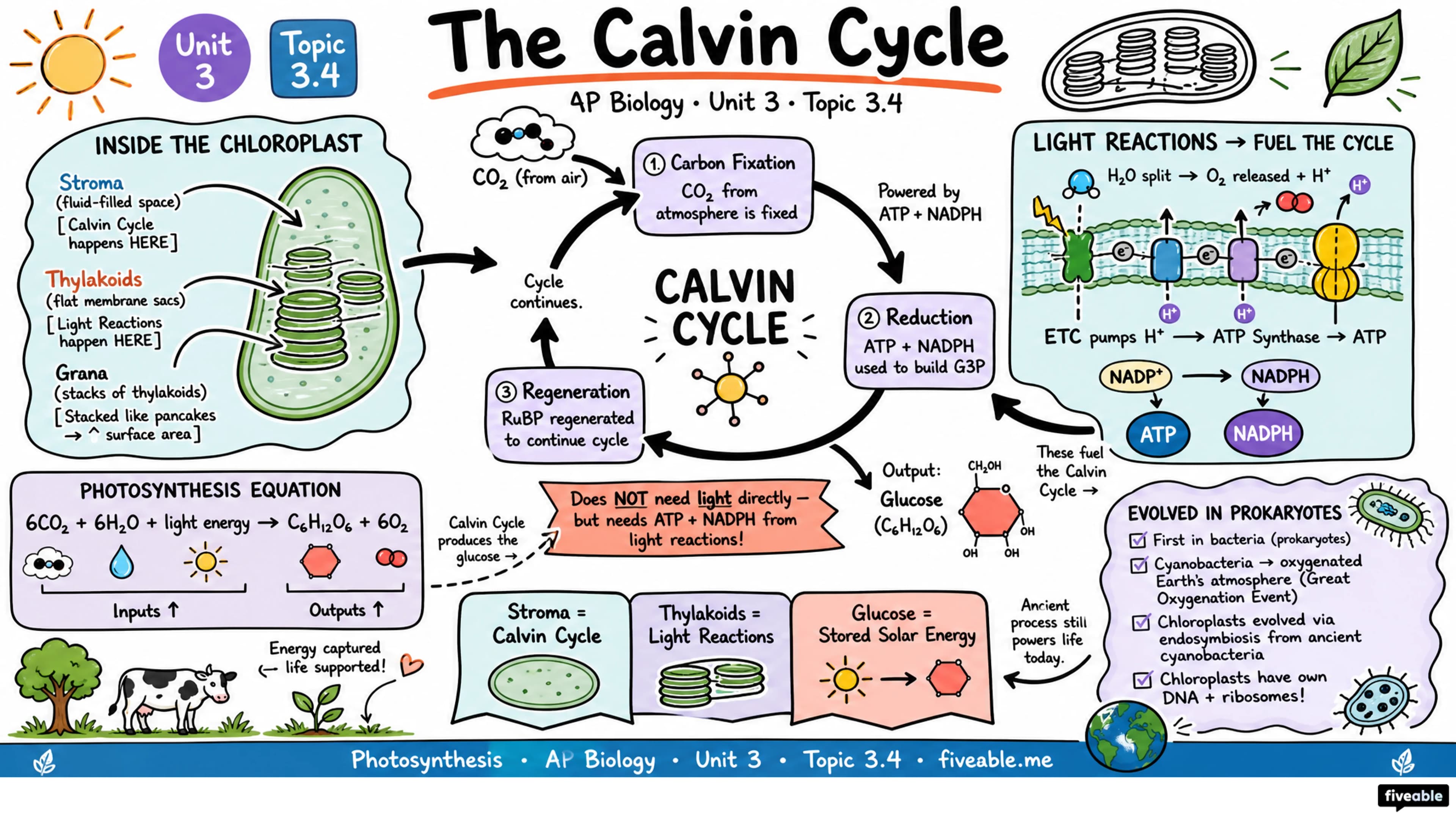 3.4 Photosynthesis - AP Biology - Unit 3 visual cheatsheet