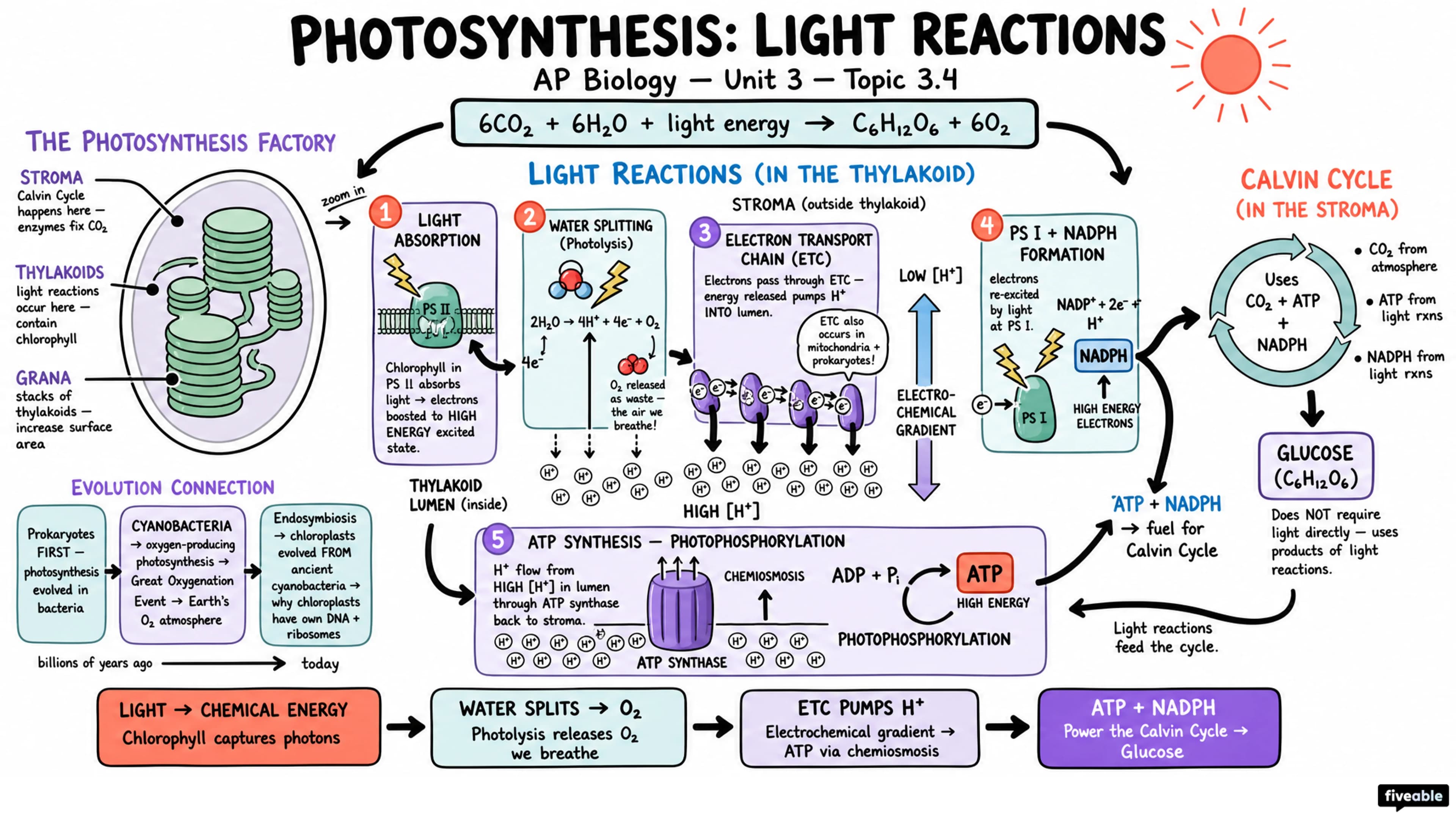 3.4 Photosynthesis - AP Biology - Unit 3 visual cheatsheet