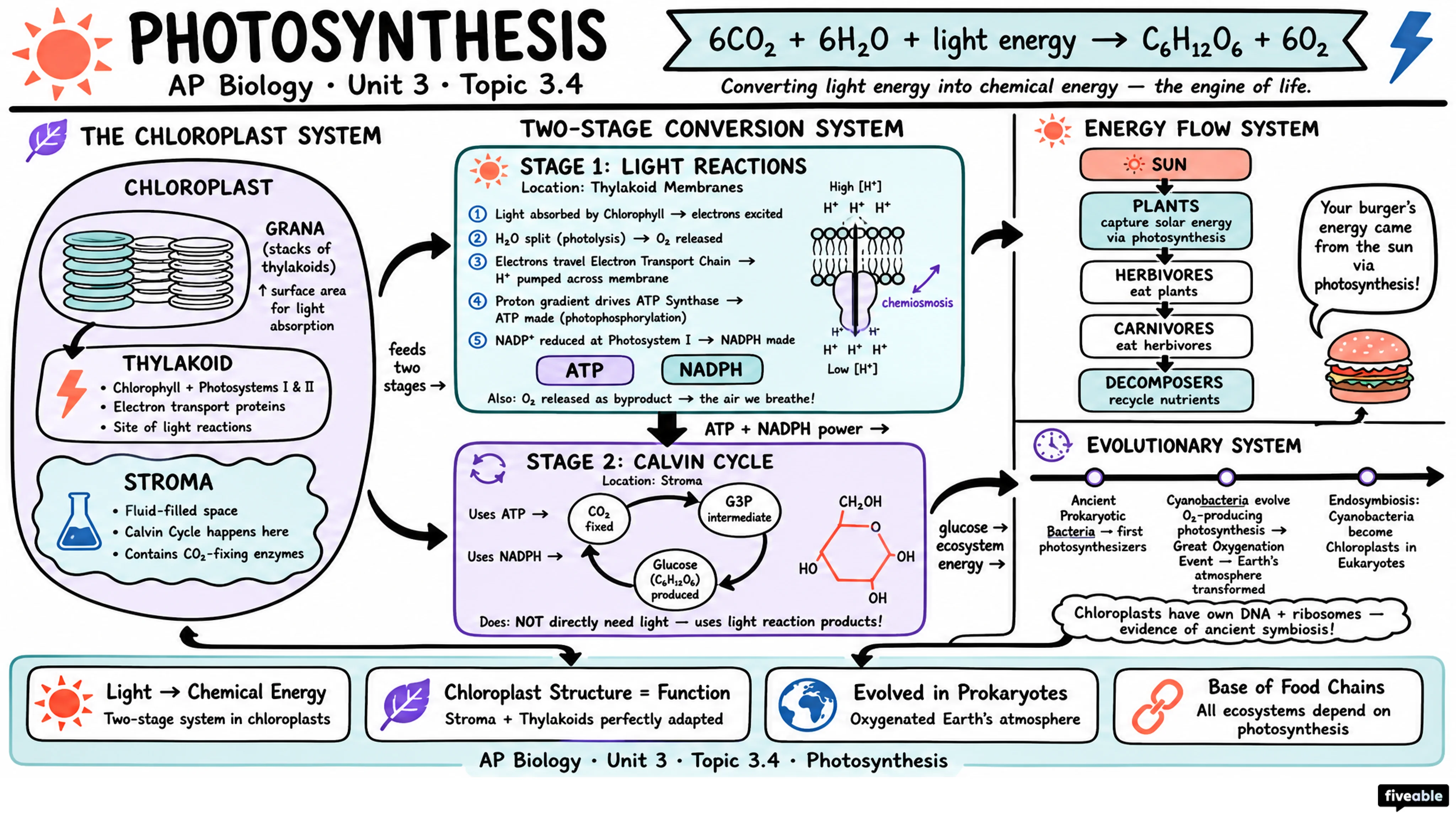 3.4 Photosynthesis - AP Biology - Unit 3 visual cheatsheet